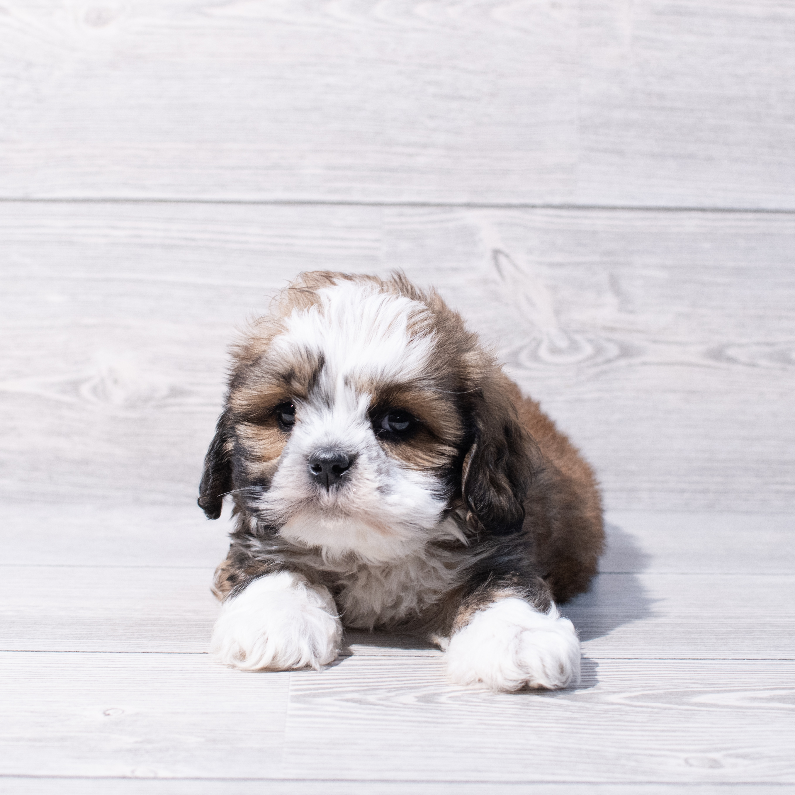 Lhasa Apso (M) 1876 Image #1