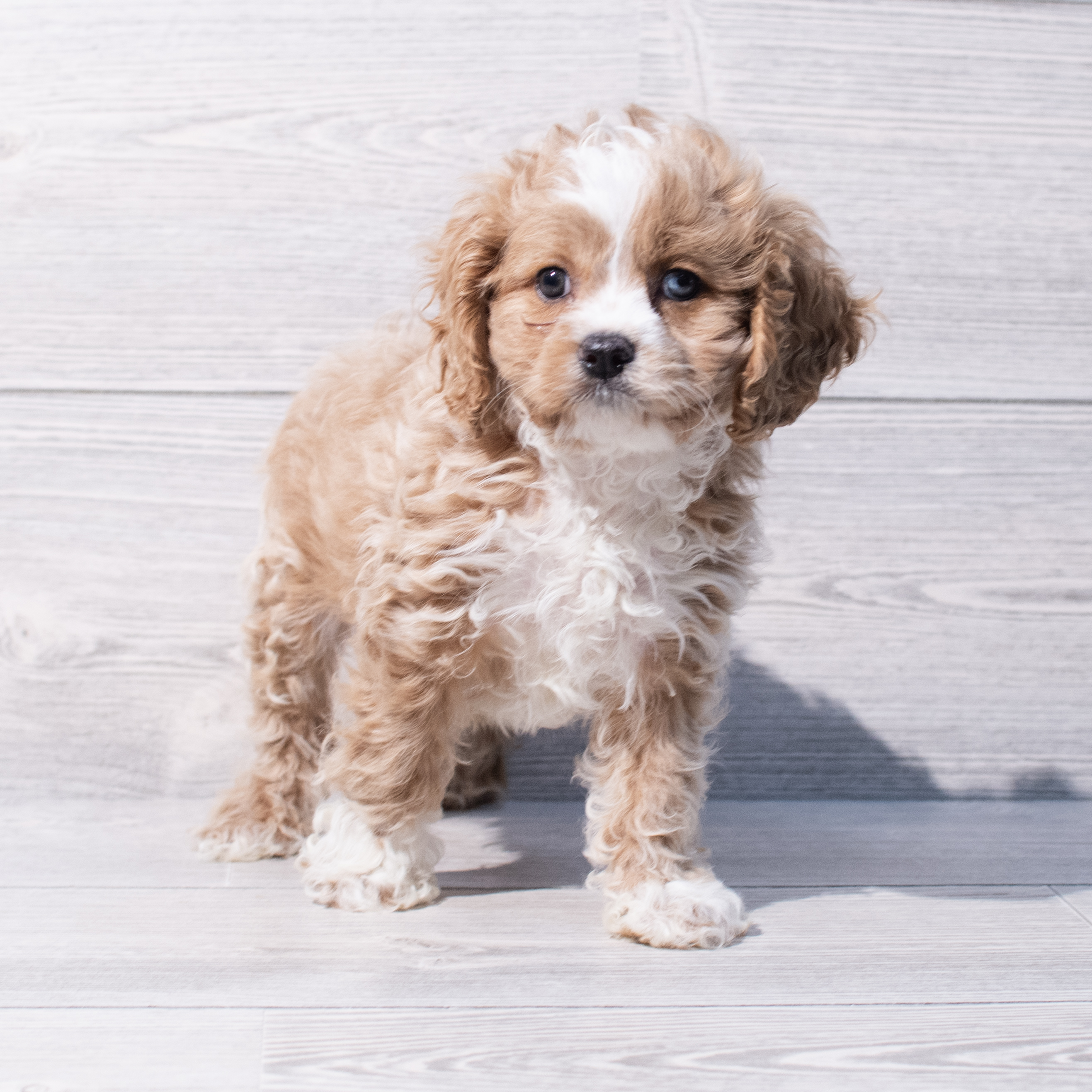 Cavapoo (M) 1878 Image #1