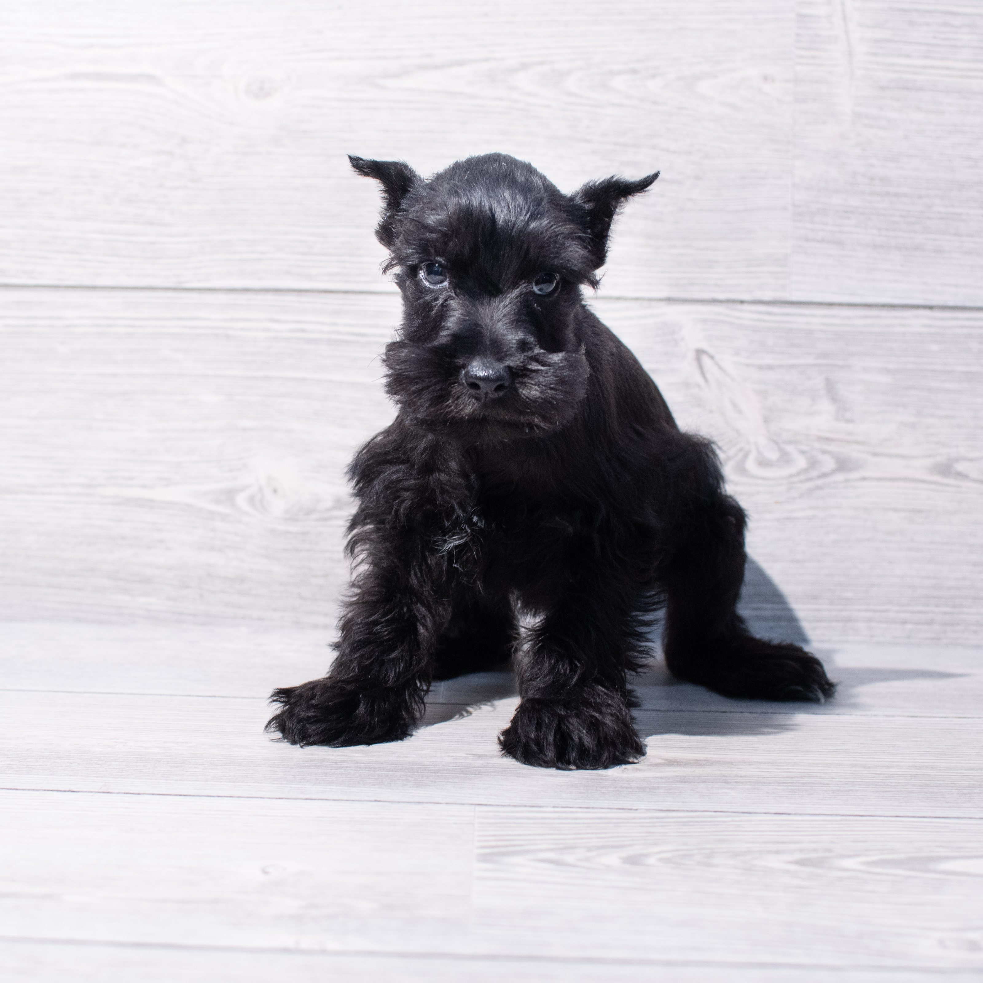 Miniature Schnauzer (M) 1879 Image #1