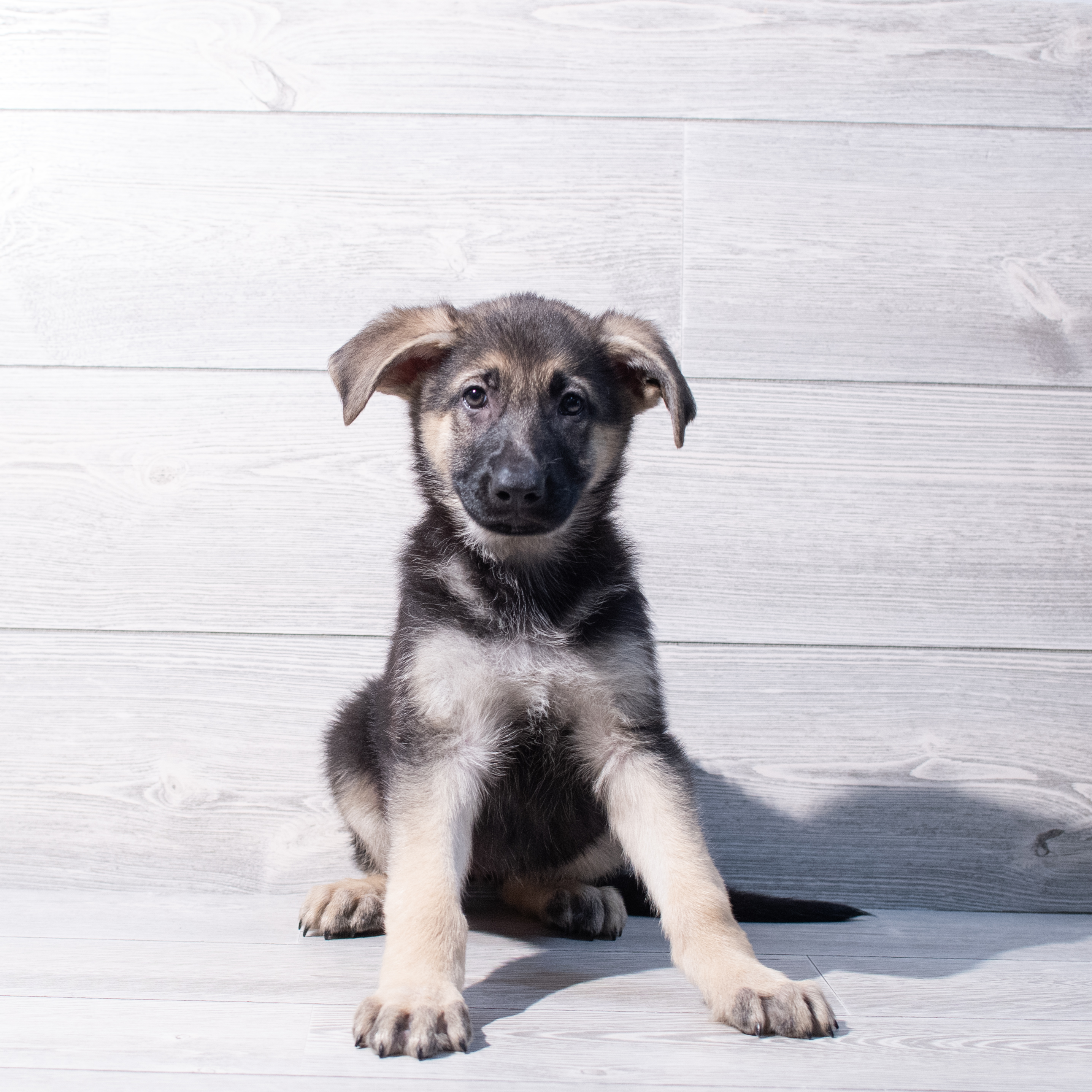 German Shepherd Dog (F) 1873 Image #1