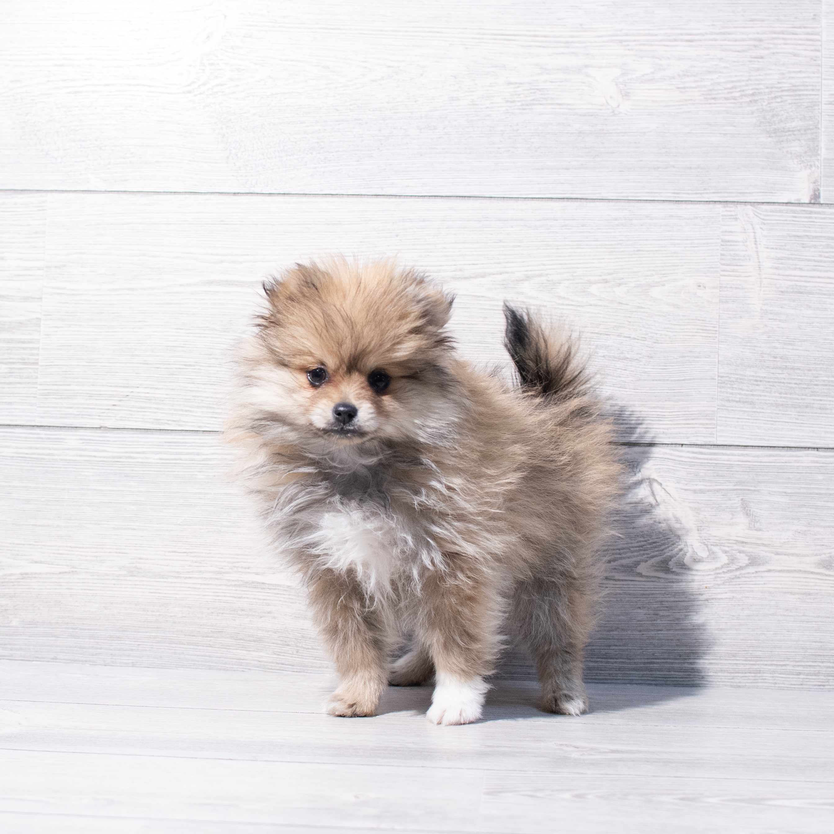 Pomeranian (F) 1875 Image #1