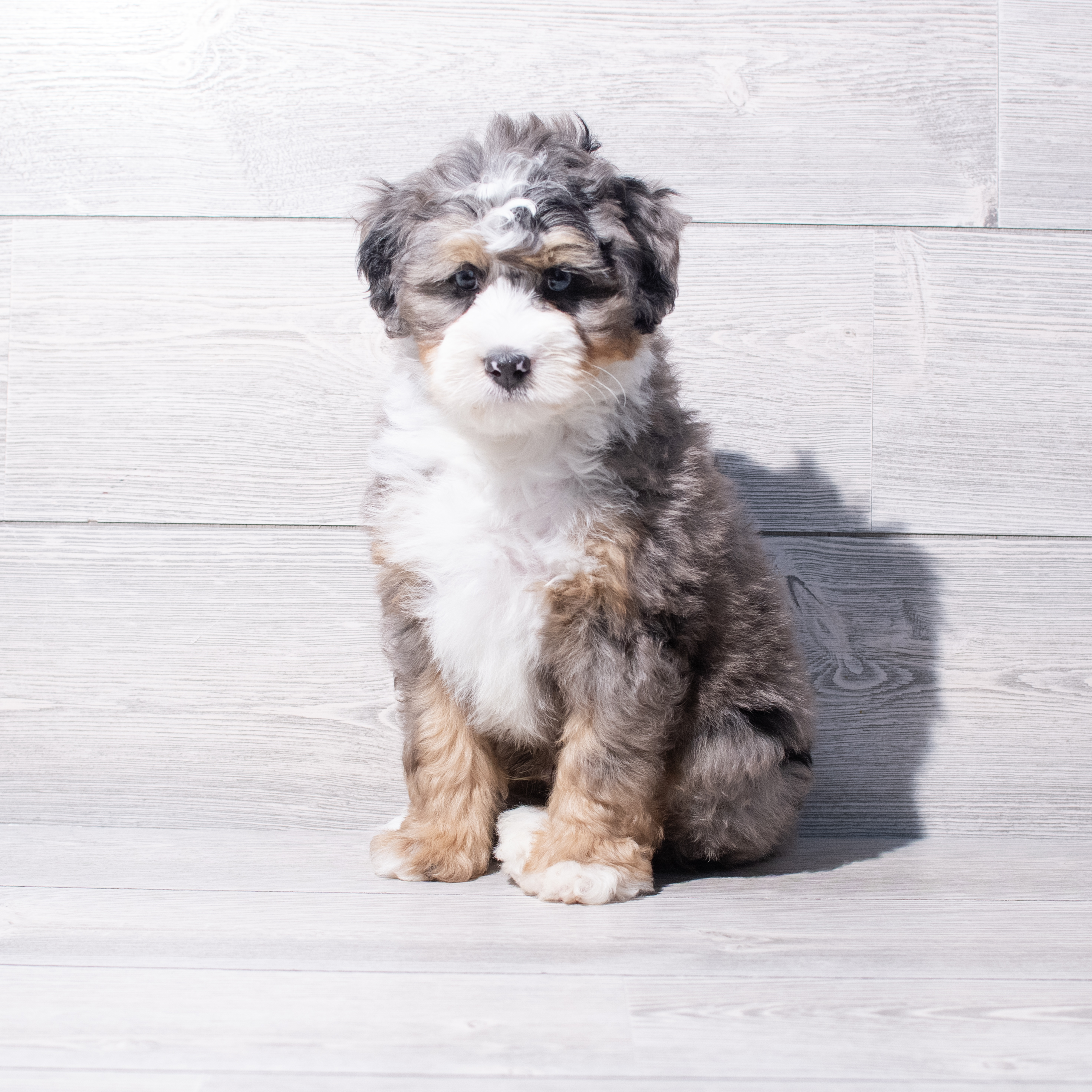 Bernedoodle Mini F1b (M) 1872 Image #1