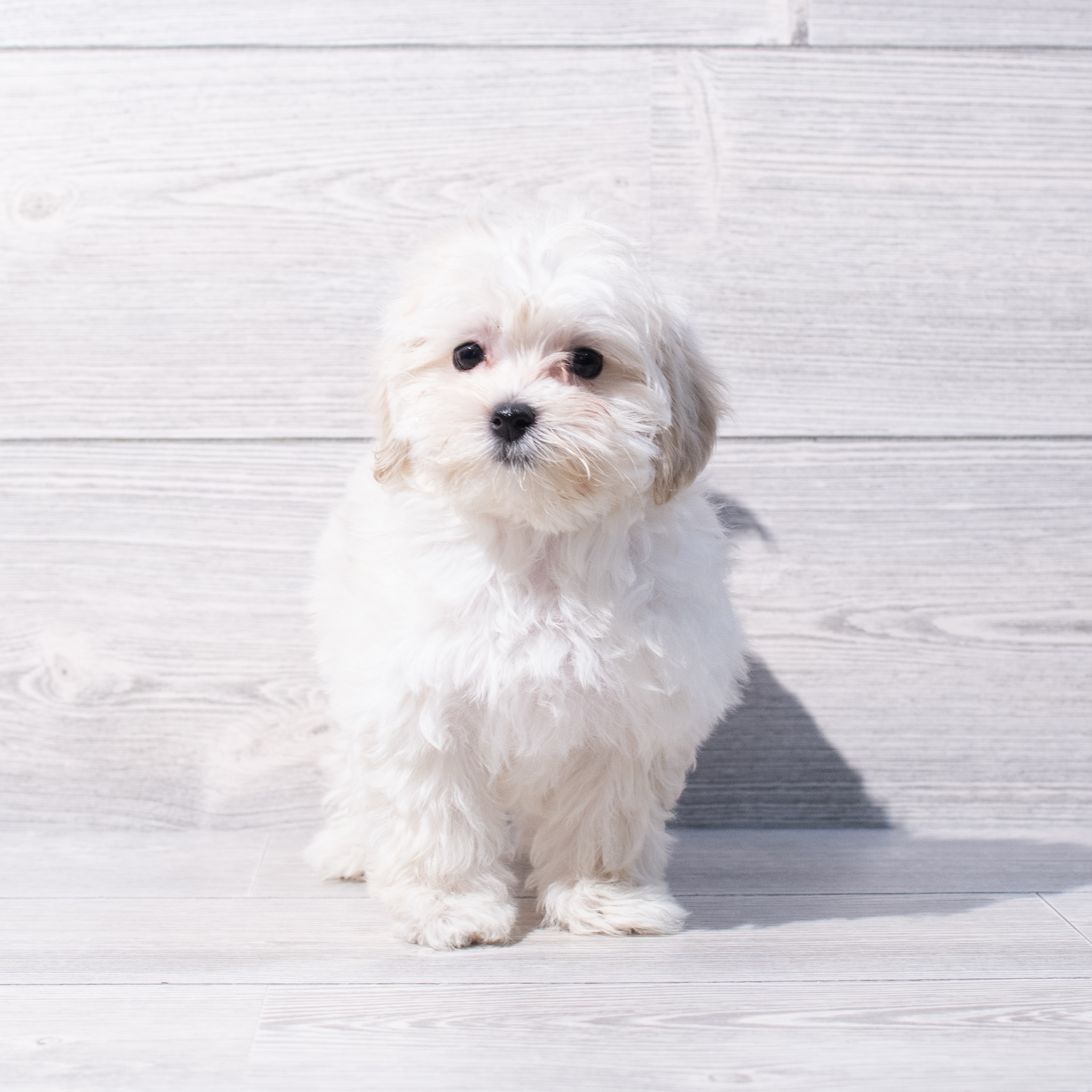 Maltipoo (F) 1880 Image #1