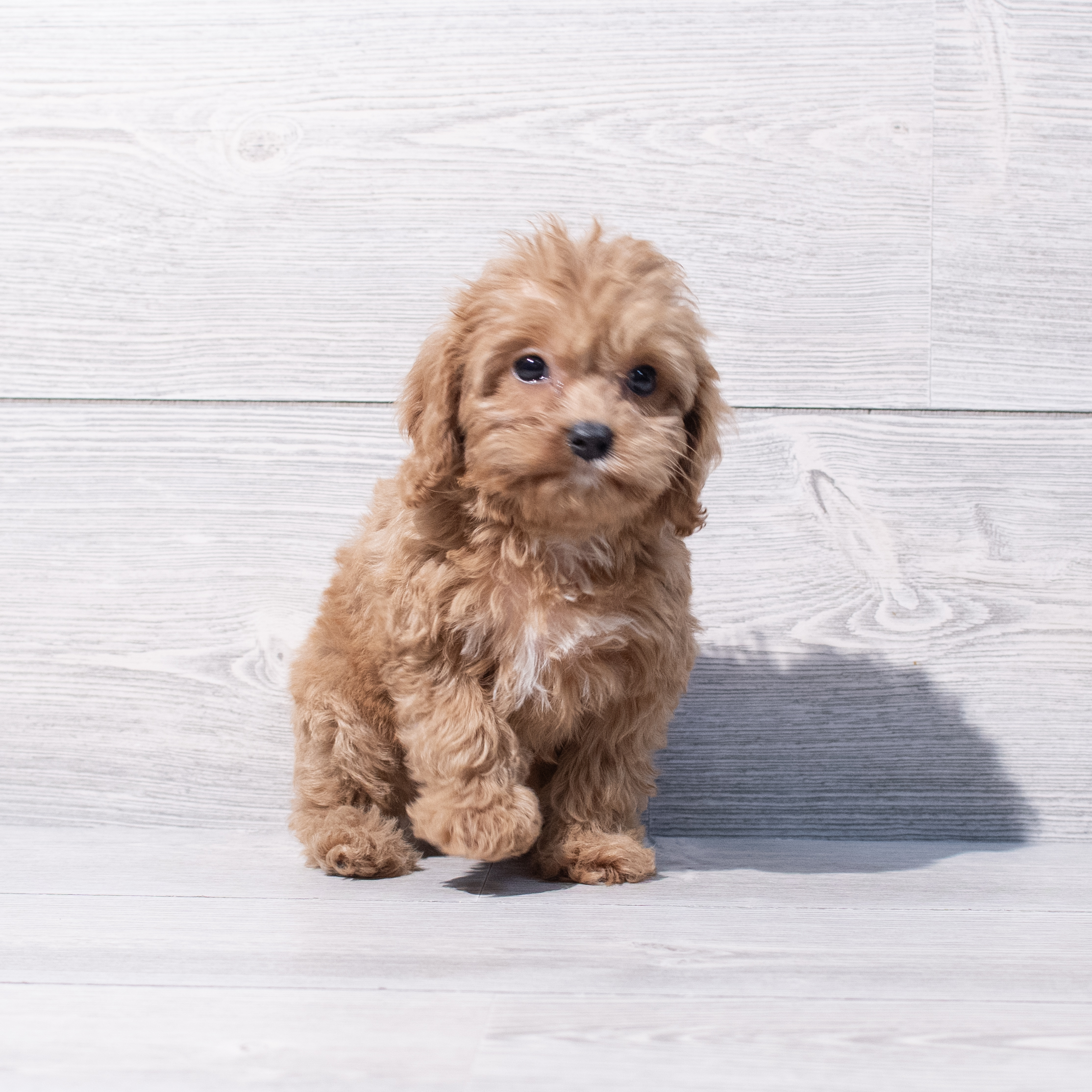 Cavapoo (F) 1881 Image #1