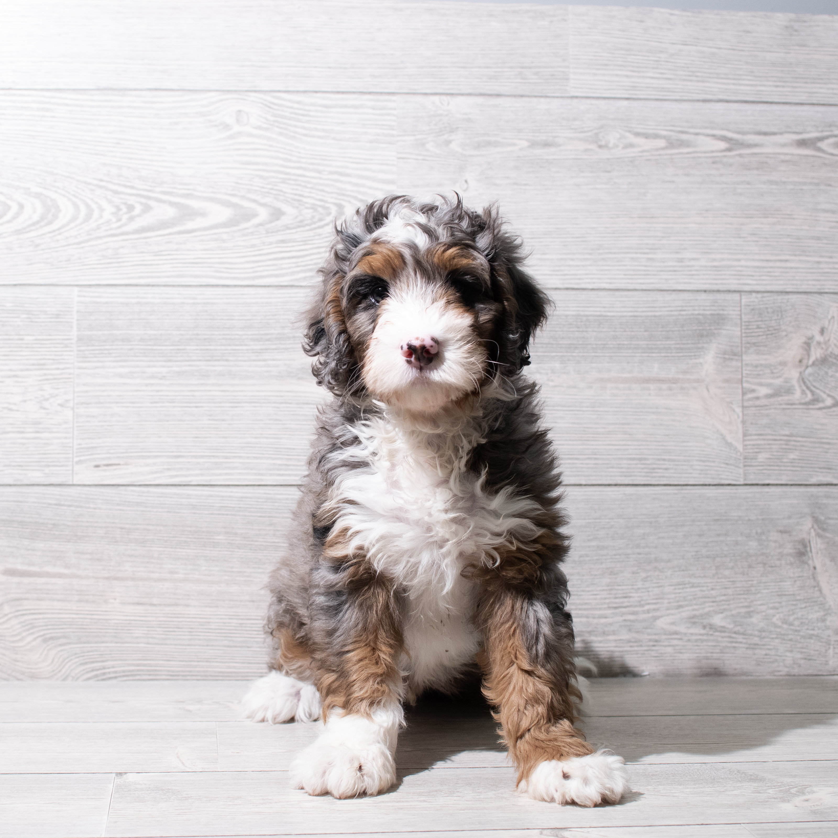 Bernedoodle Mini (M) 5220 Image #1