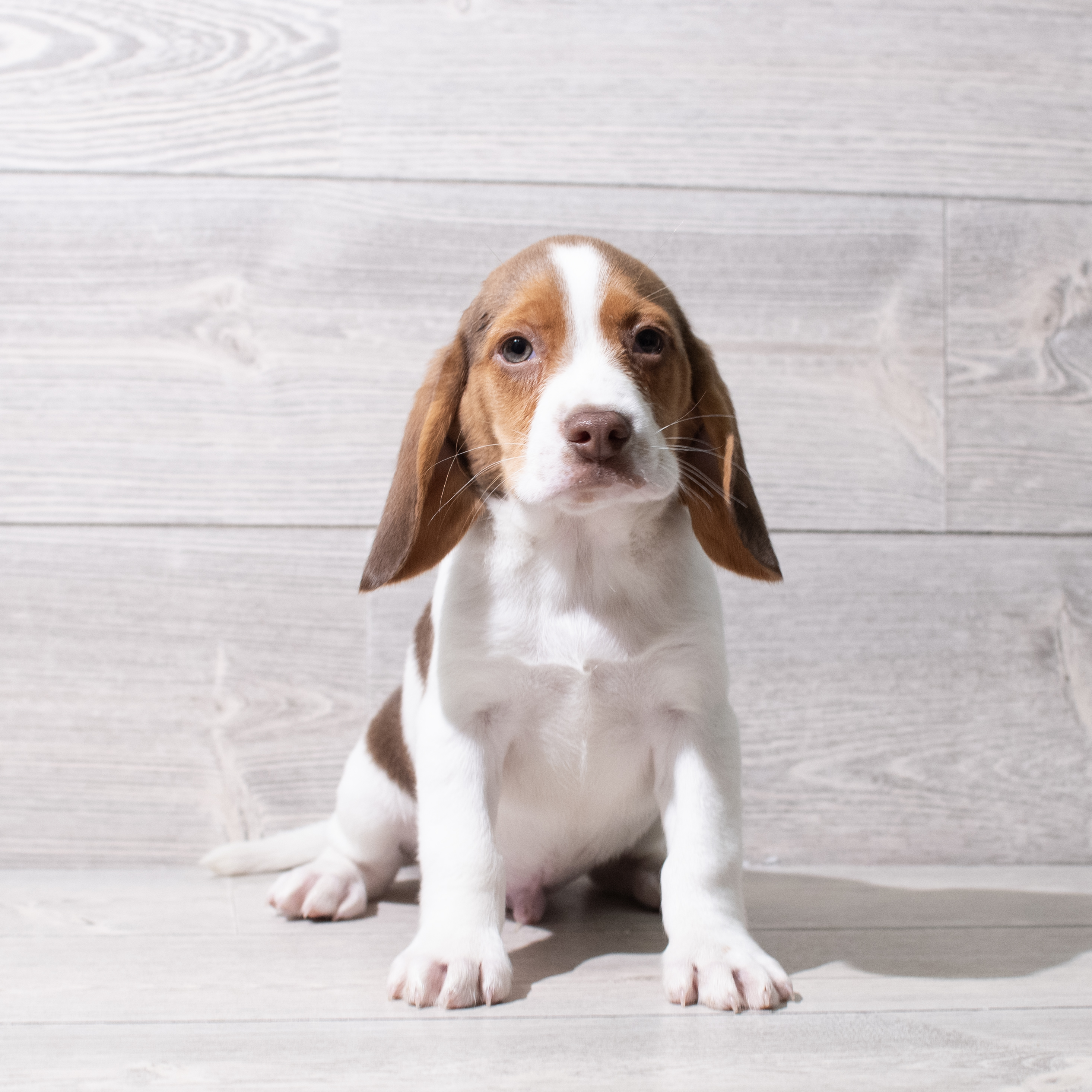 Beagle (M) 5226 Image #1
