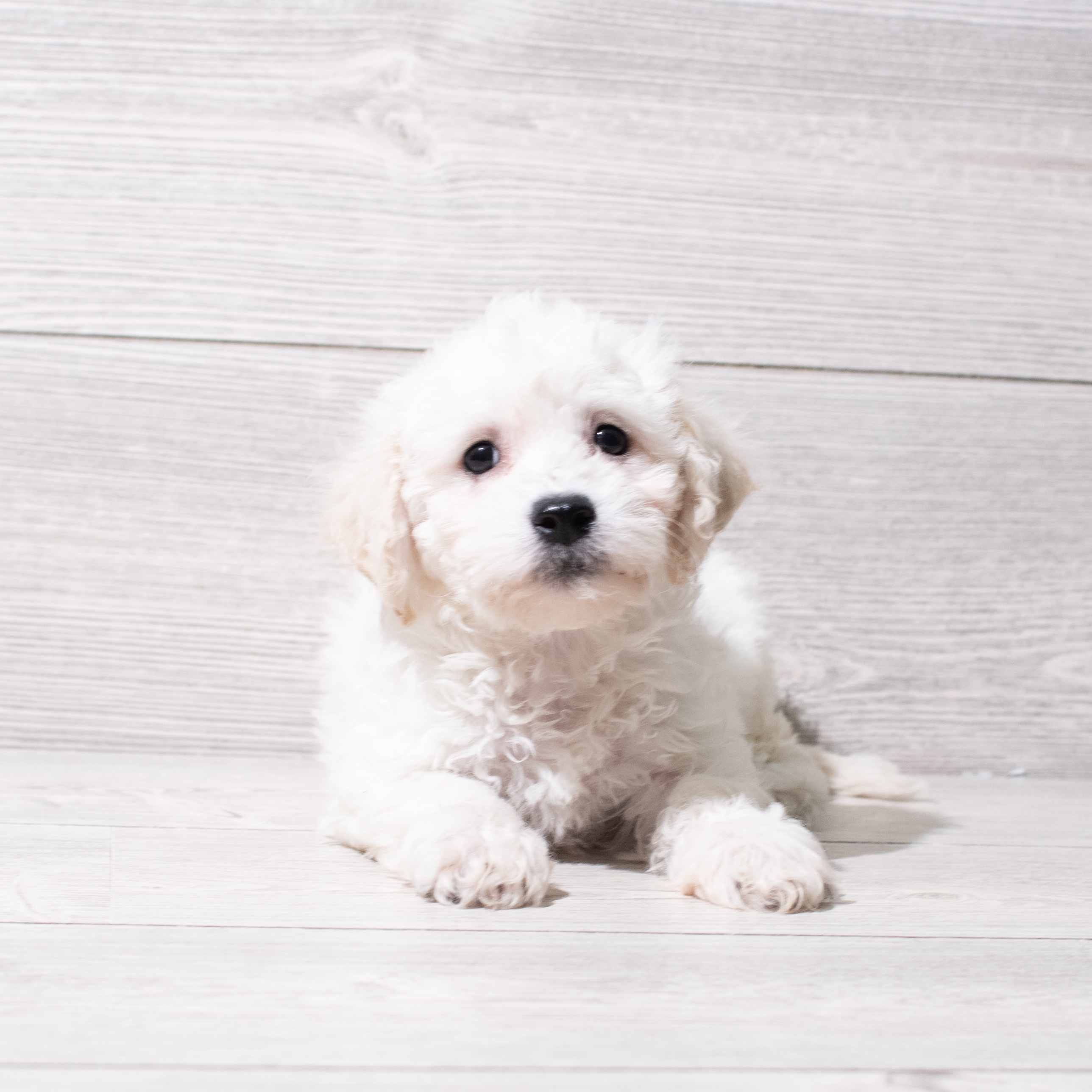 Bichon Frise (M) 5227 Image #1