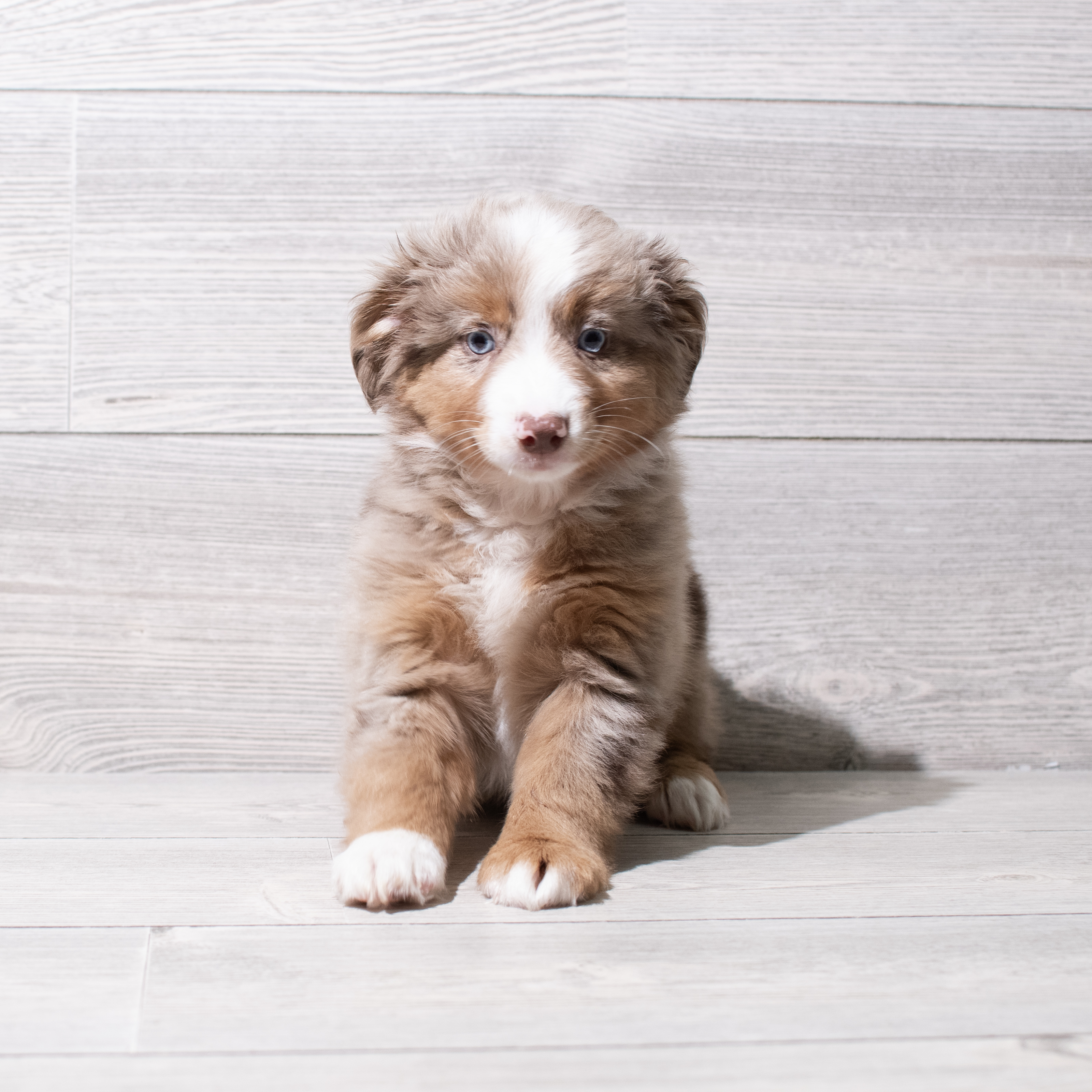 Miniature Australian Shepherd (M) 5216 Image #1