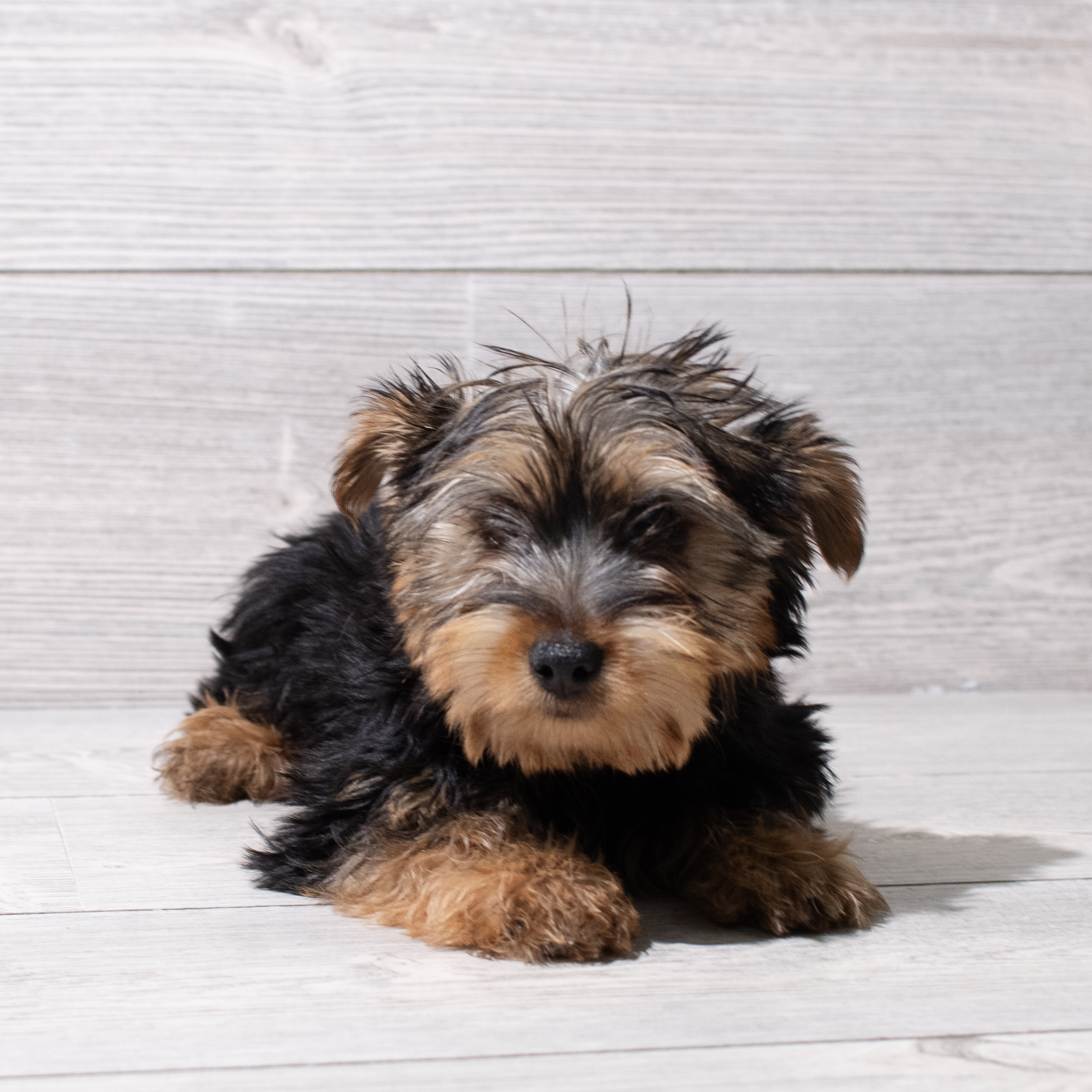 Yorkshire Terrier (F) 5218 Image #1