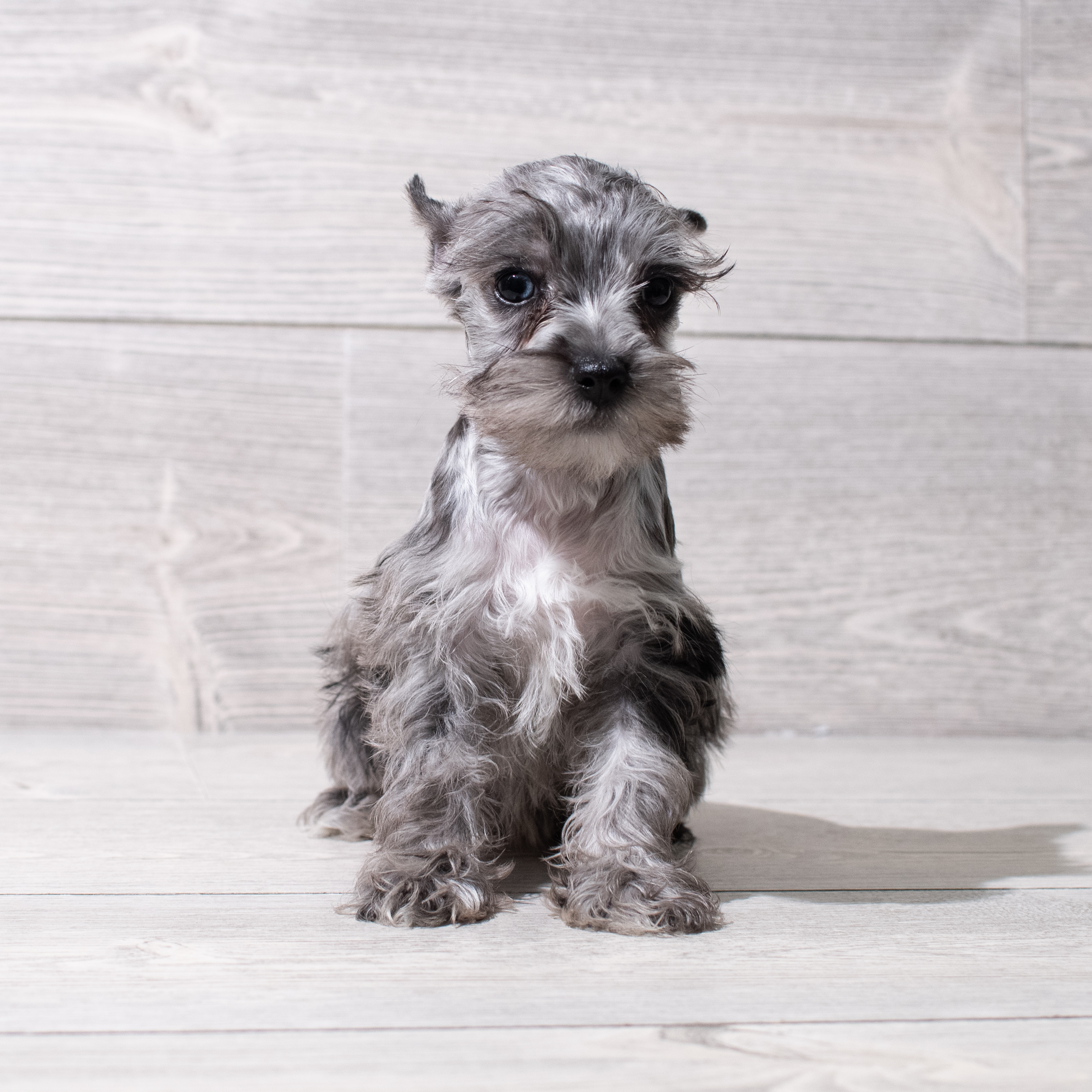 Miniature Schnauzer (F) 5221 Image #1