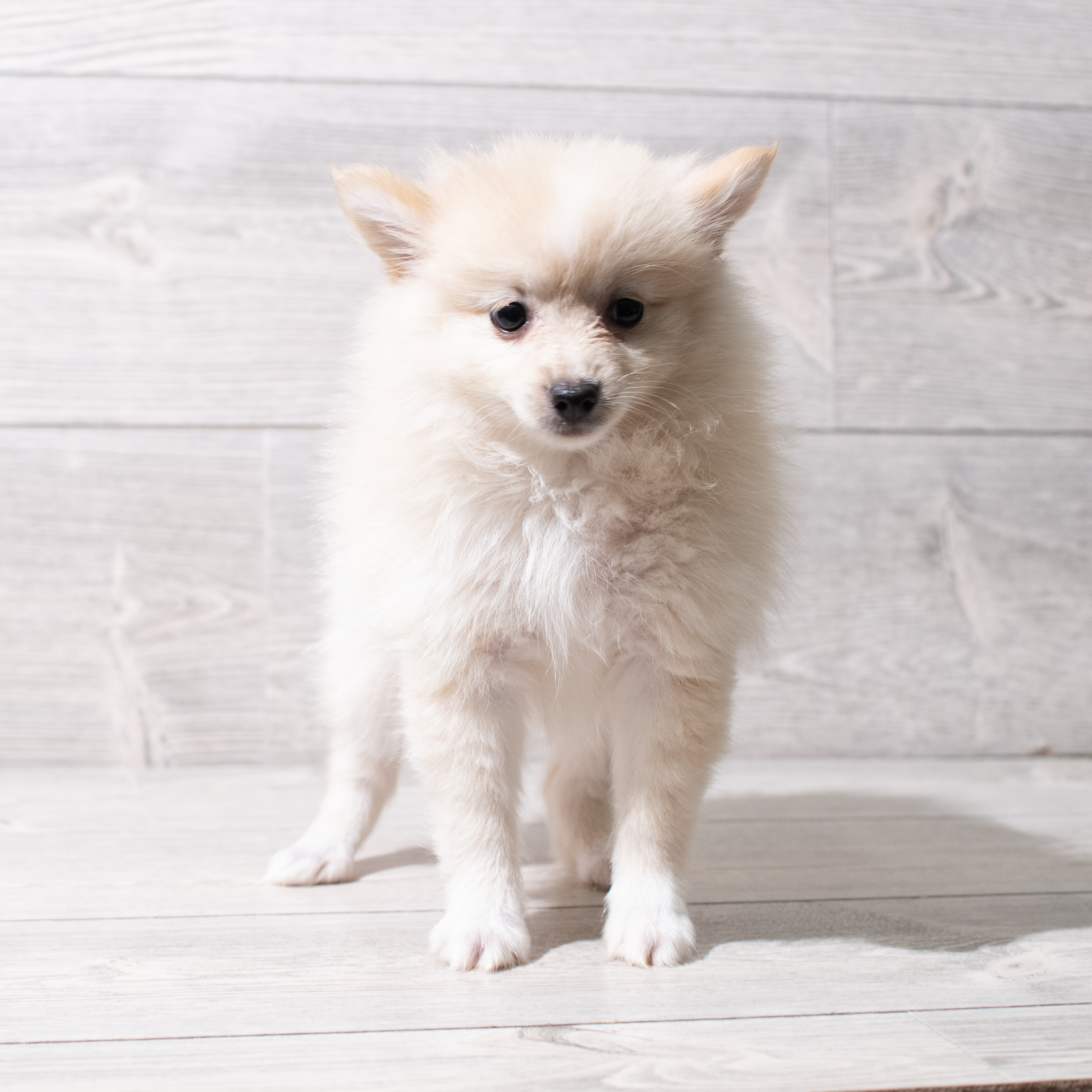 Pomeranian (F) 5222 Image #1