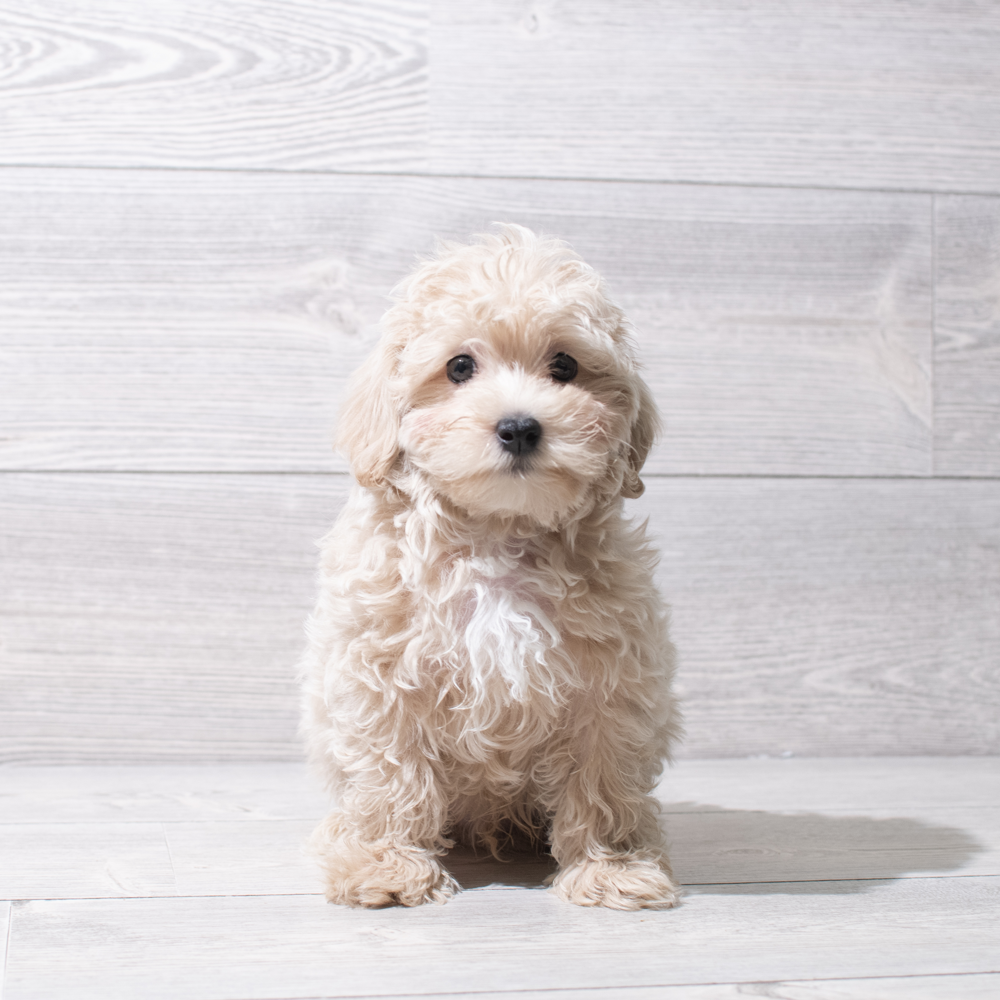 Maltipoo (M) 5228 Image #1
