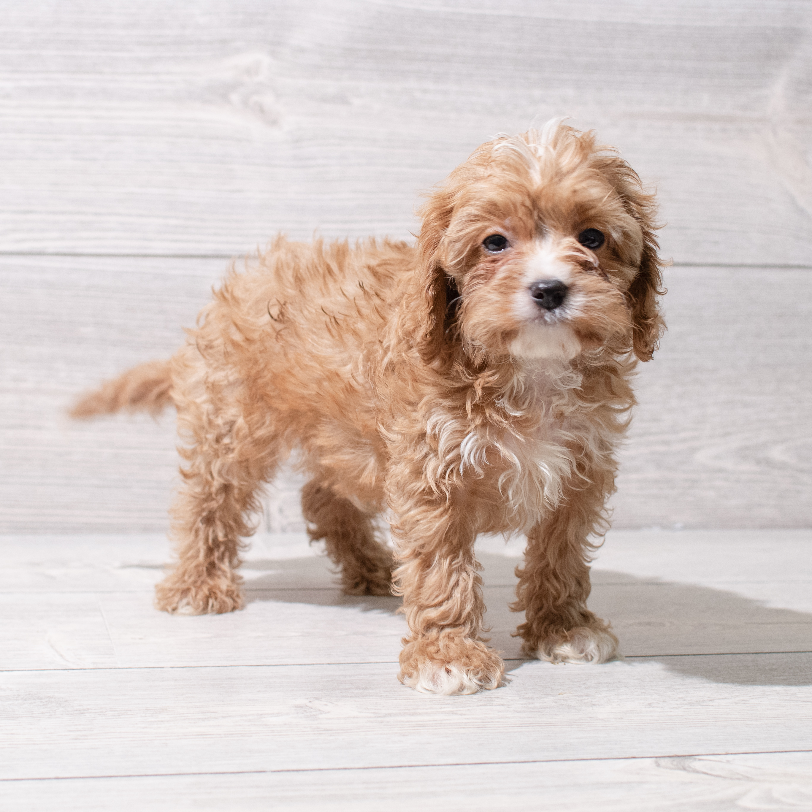 Cavapoo (M) 5229 Image #1
