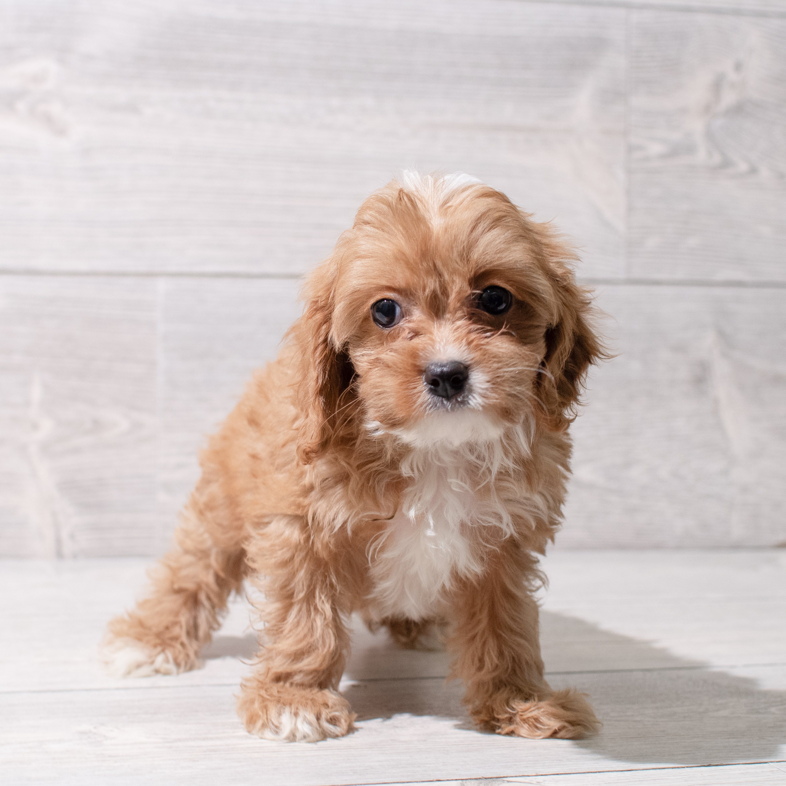 Cavapoo (F) 5230 Image #1