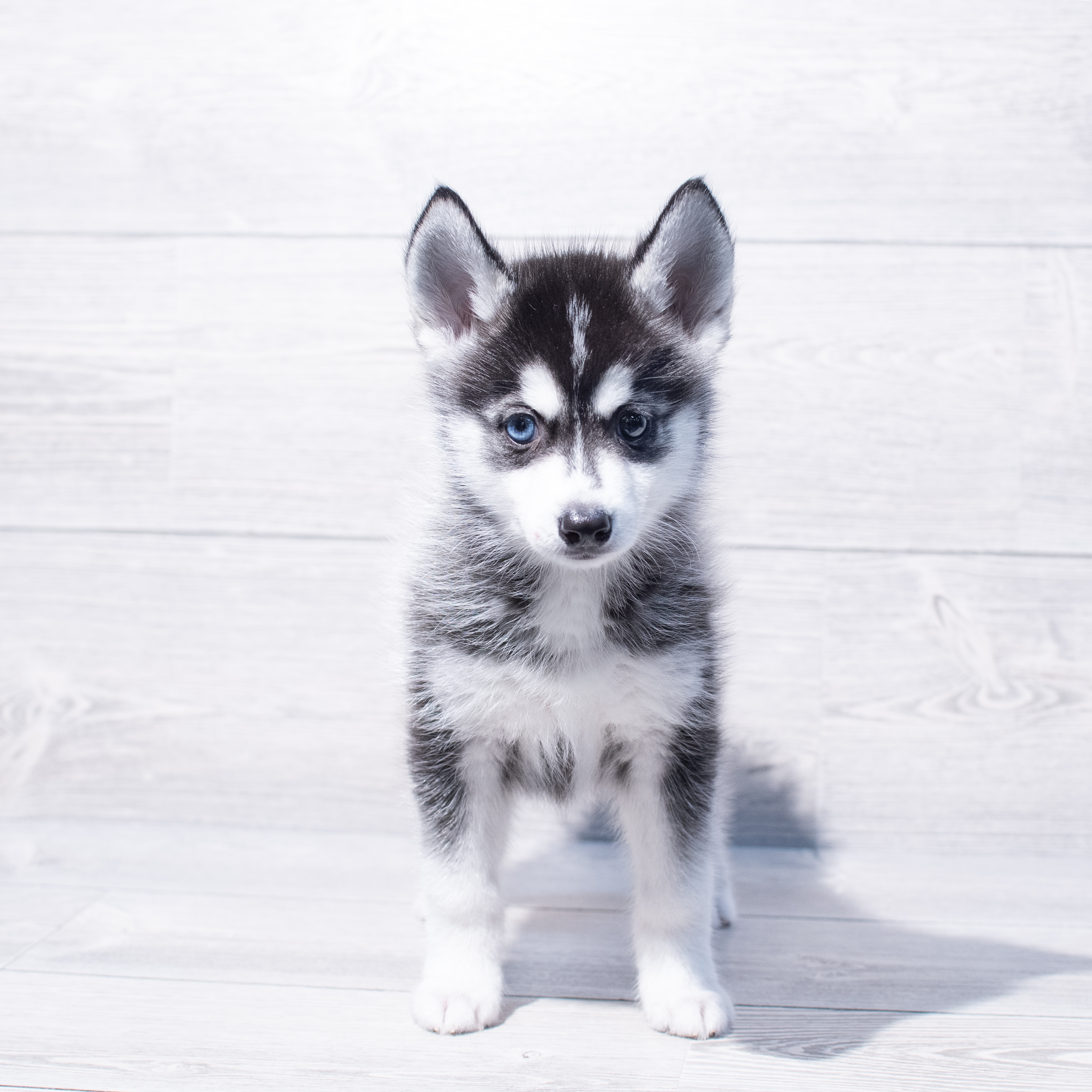 Pomsky (M) 1883 Image #1