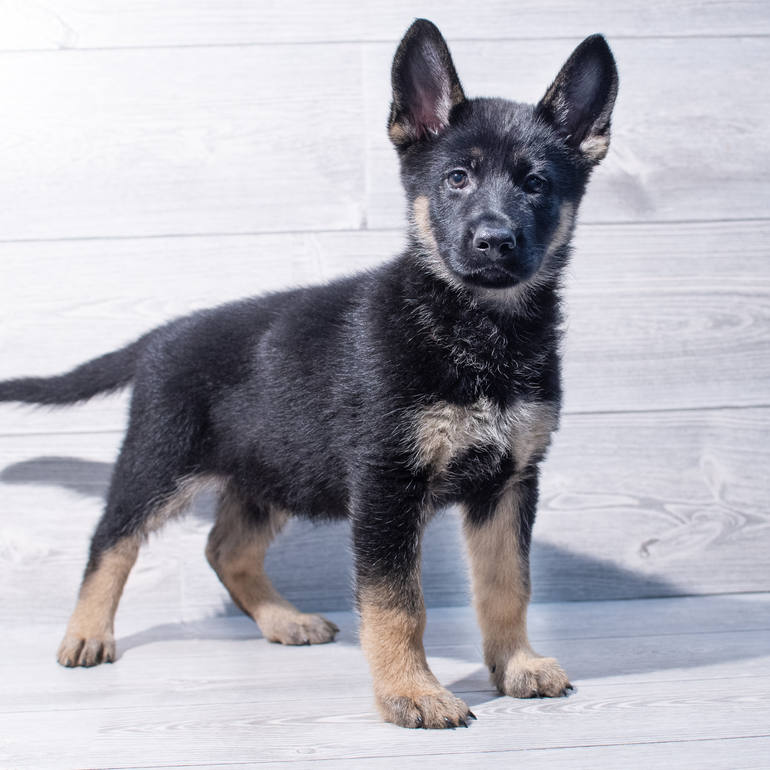 German Shepherd Dog (F) 1882 Image #1