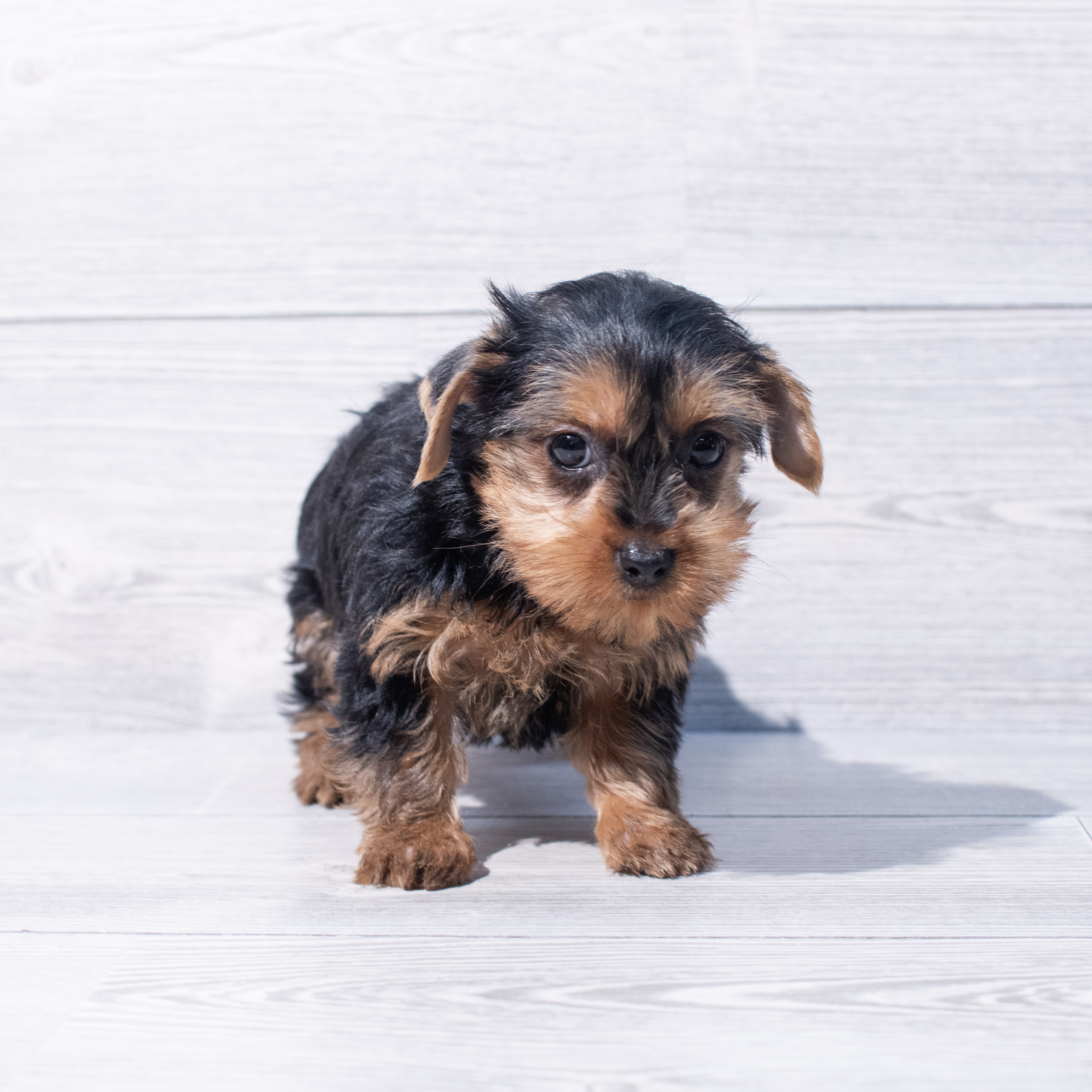Yorkshire Terrier (F) 1889 Image #1
