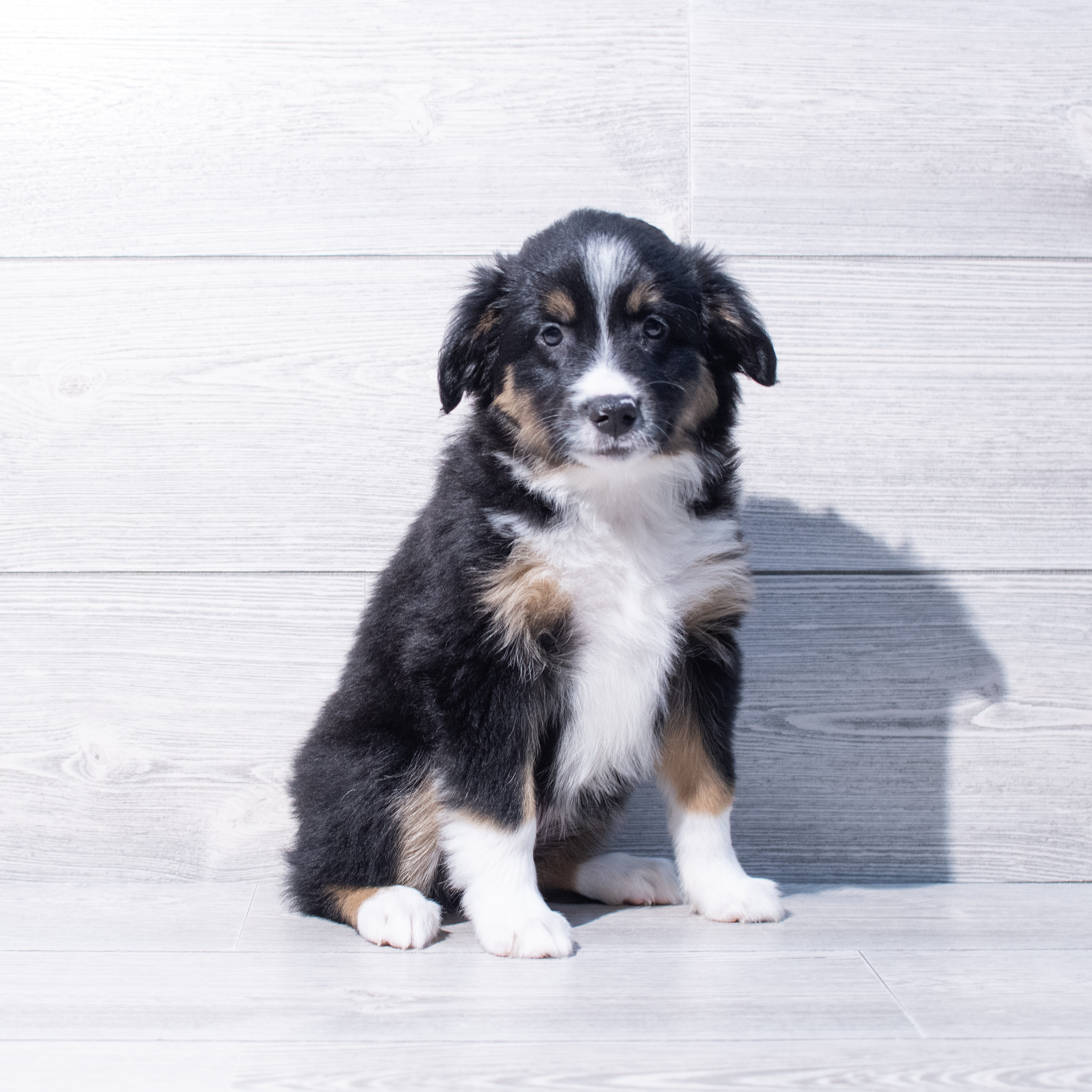Miniature Australian Shepherd (F) 1887 Image #1