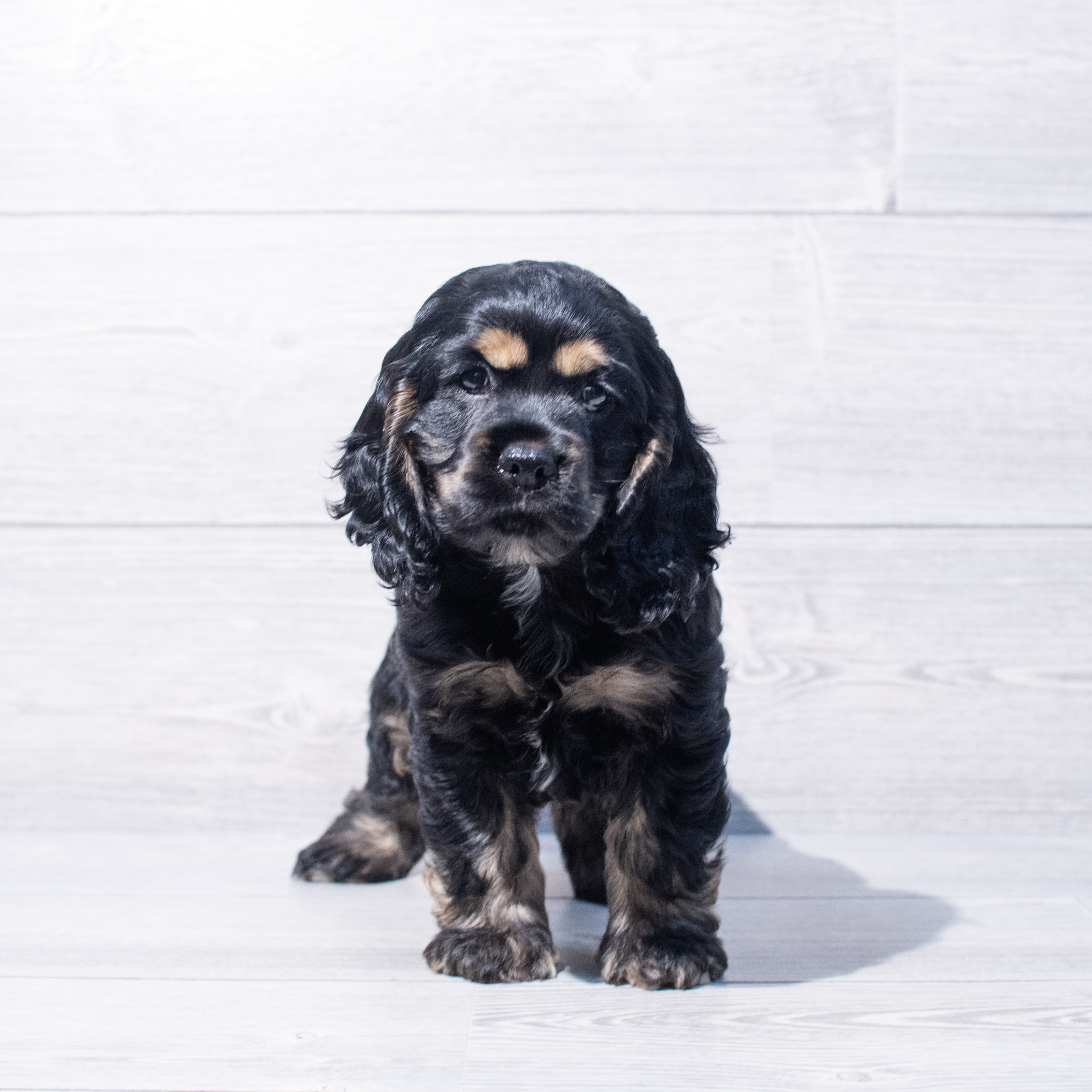 Cocker Spaniel (M) 1885 Image #1