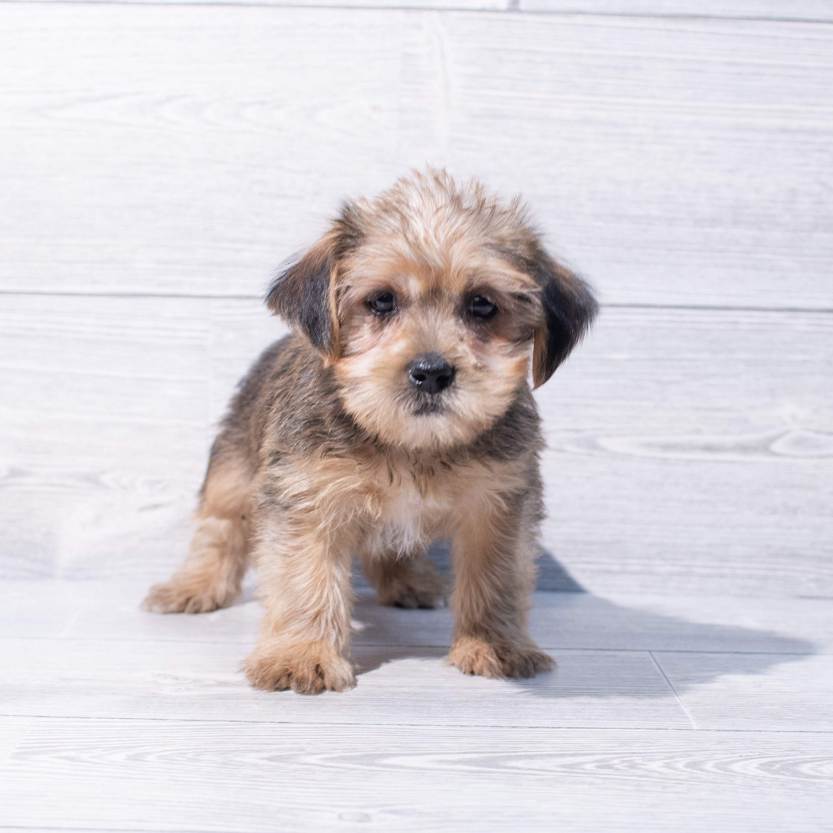 Shorkie (M) 1884 Image #1