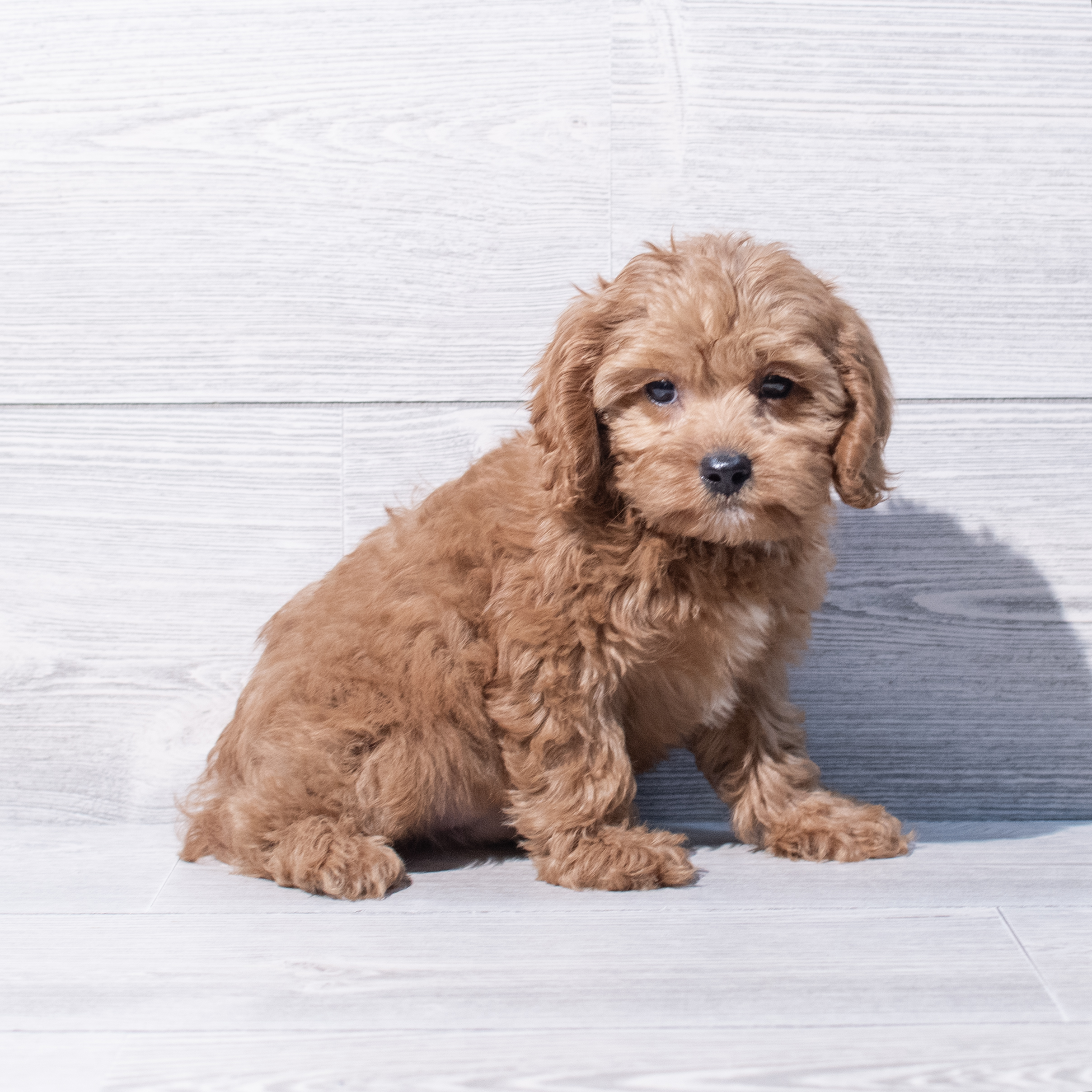 Cavapoo (M) 1892 Image #1