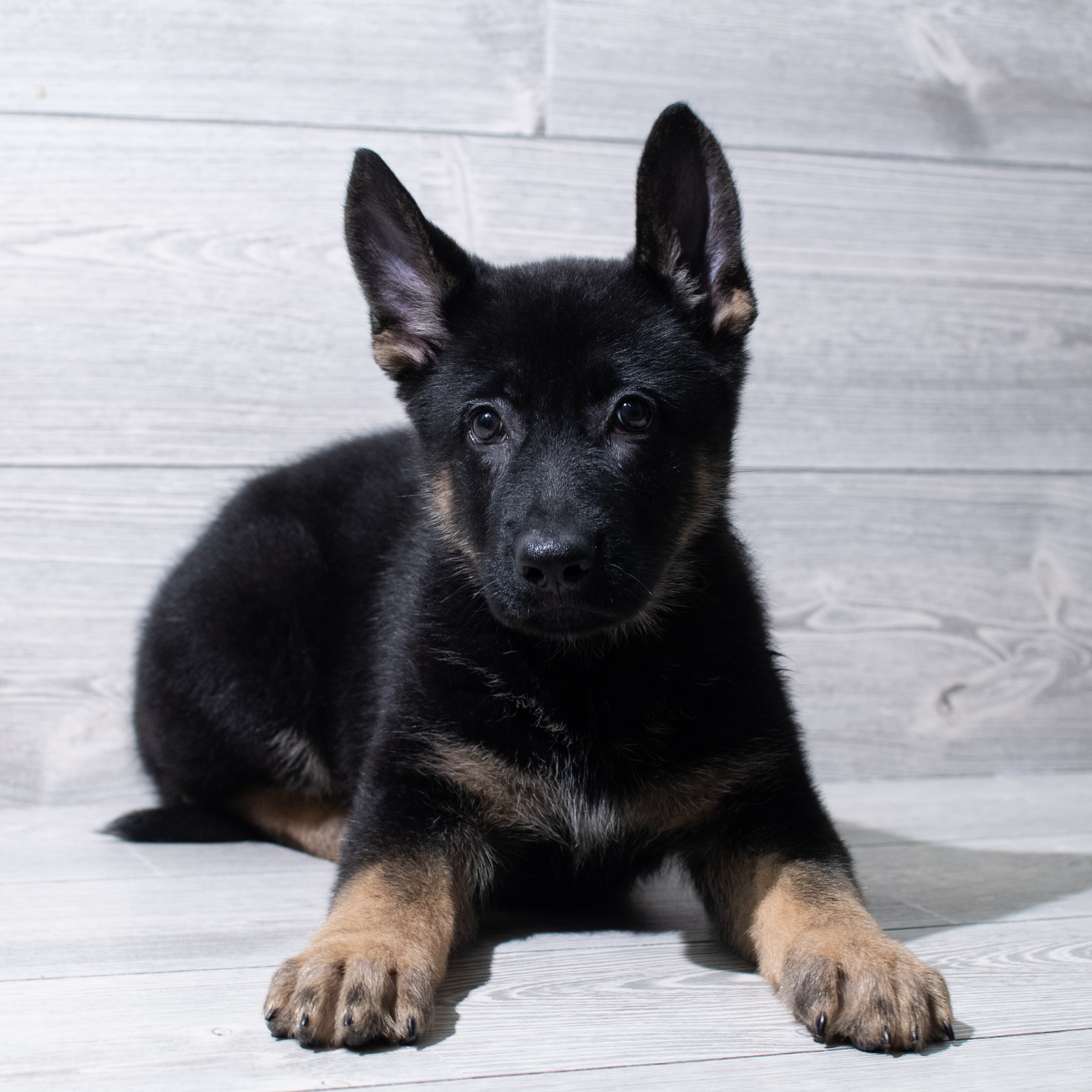 German Shepherd Dog (M) 5240 Image #1