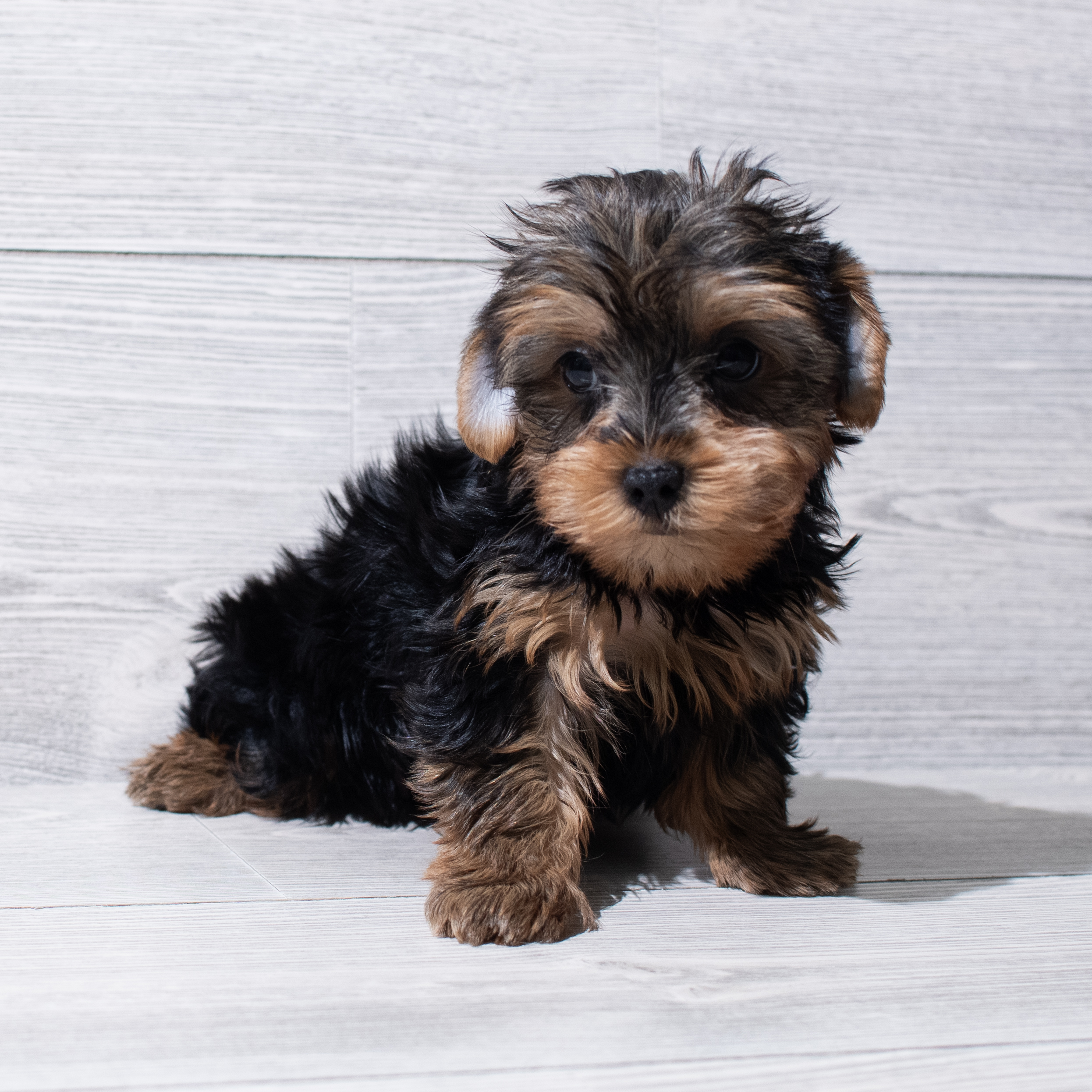 Yorkshire Terrier (M) 5247 Image #1