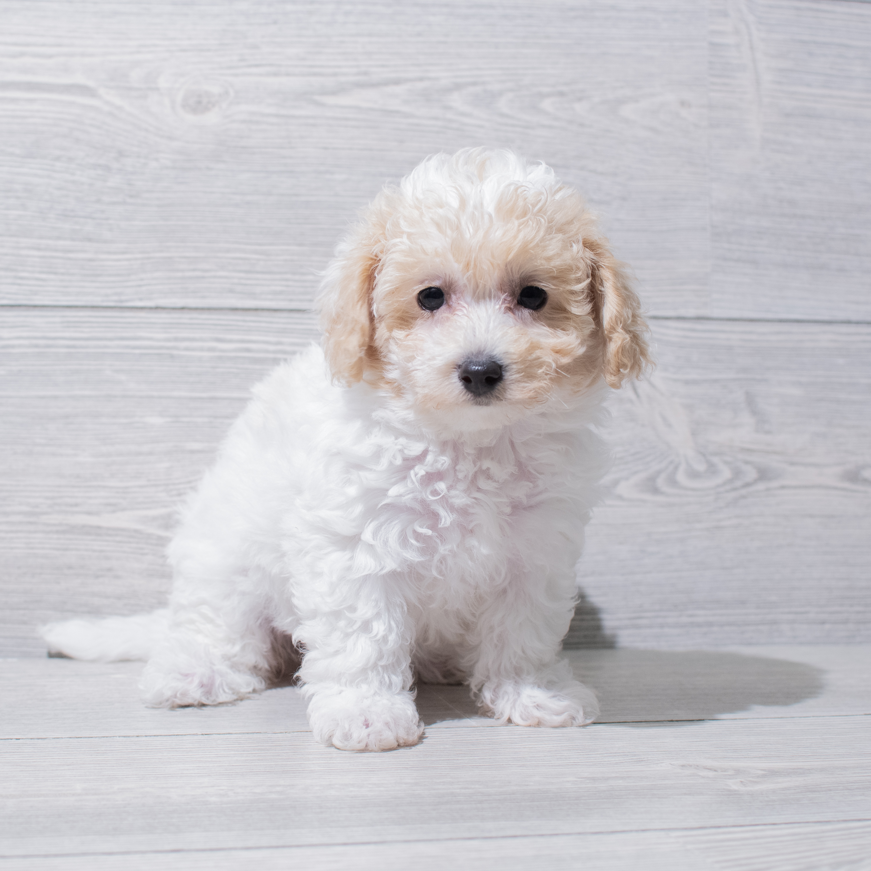Teddy Bear (F) 5246 Image #1