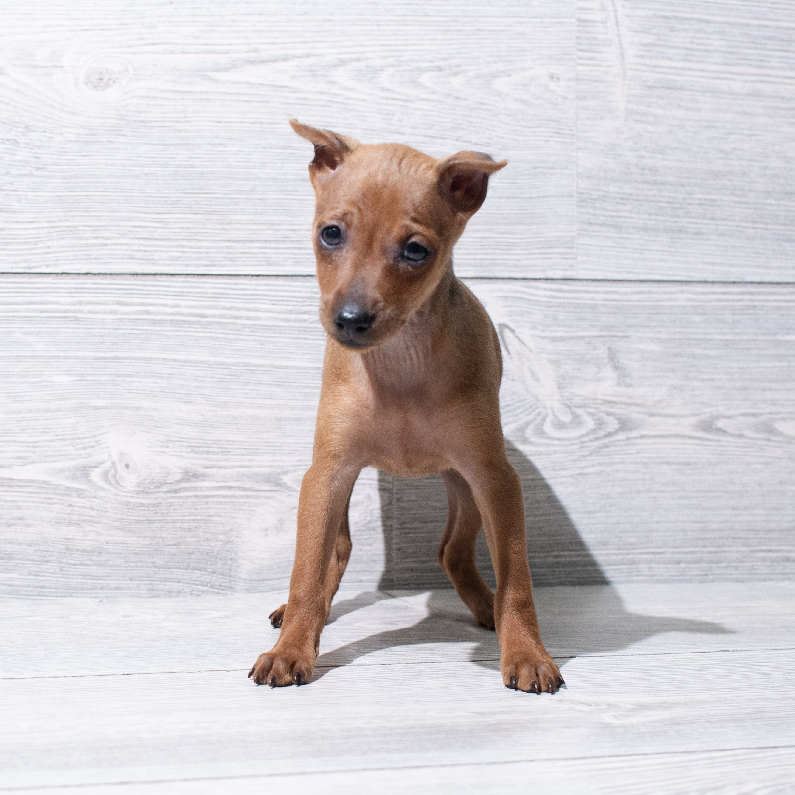 Miniature Pinscher (F) 5244 Image #1