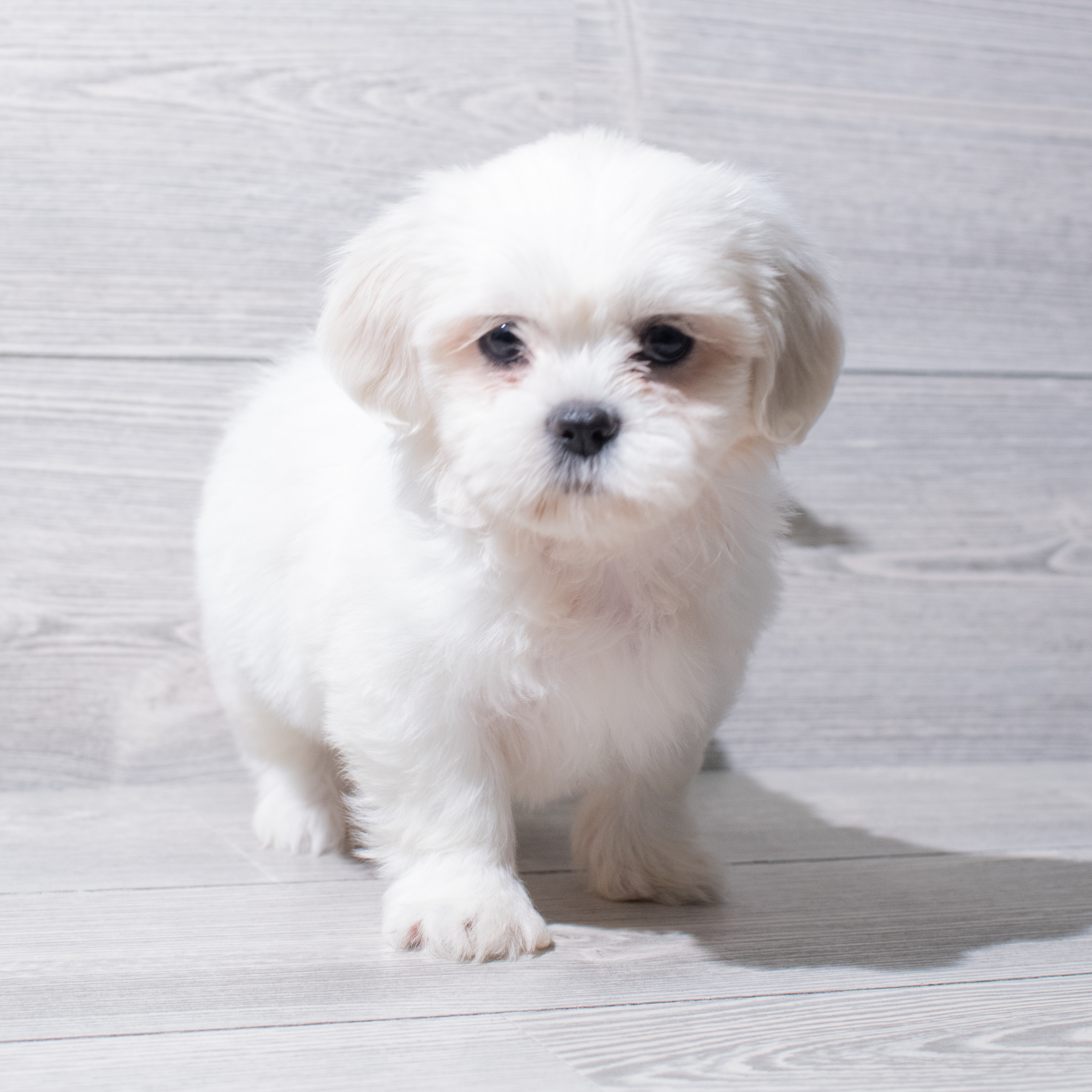 Shih Tzu (F) 5242 Image #1