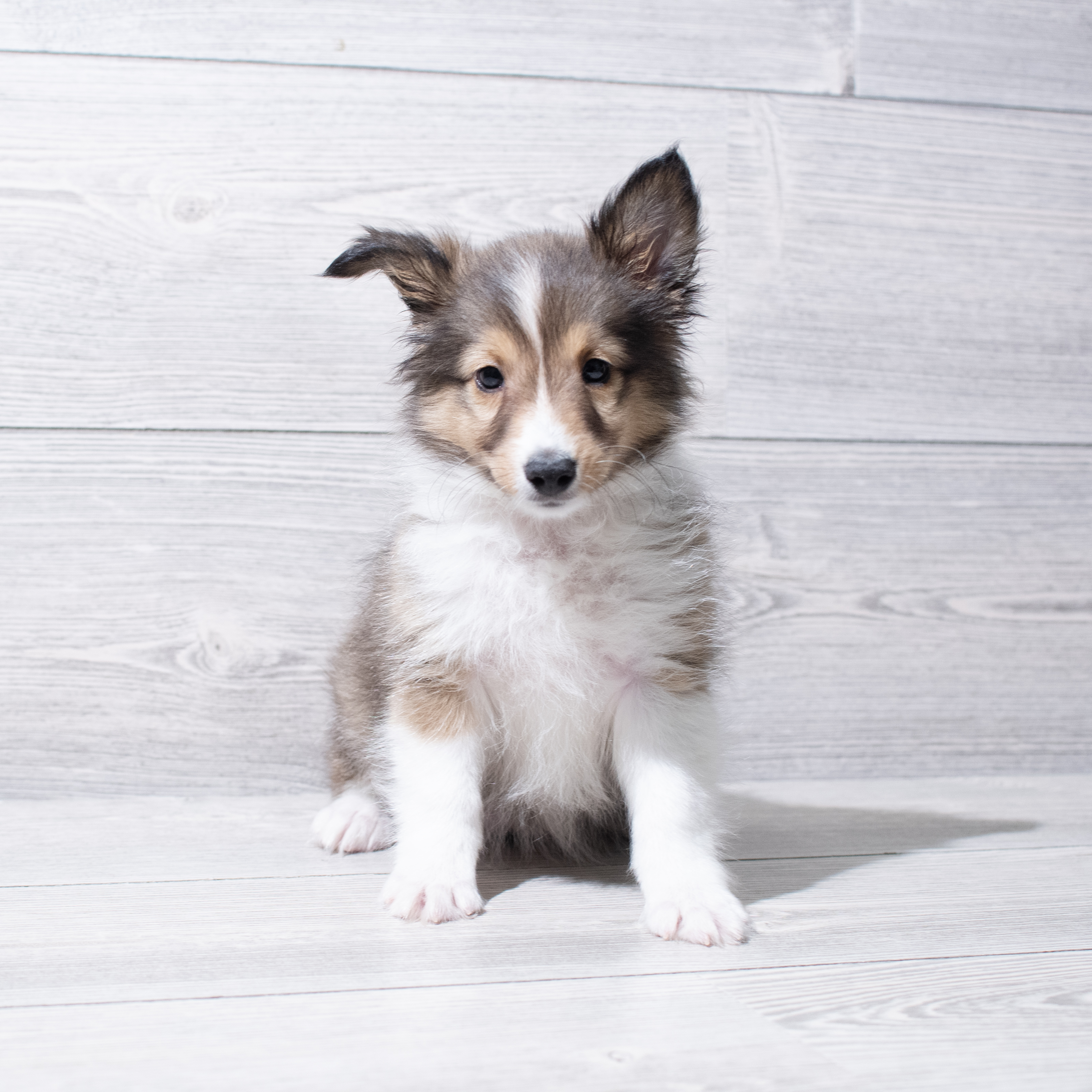 Shetland Sheepdog (F) 5233 Image #1