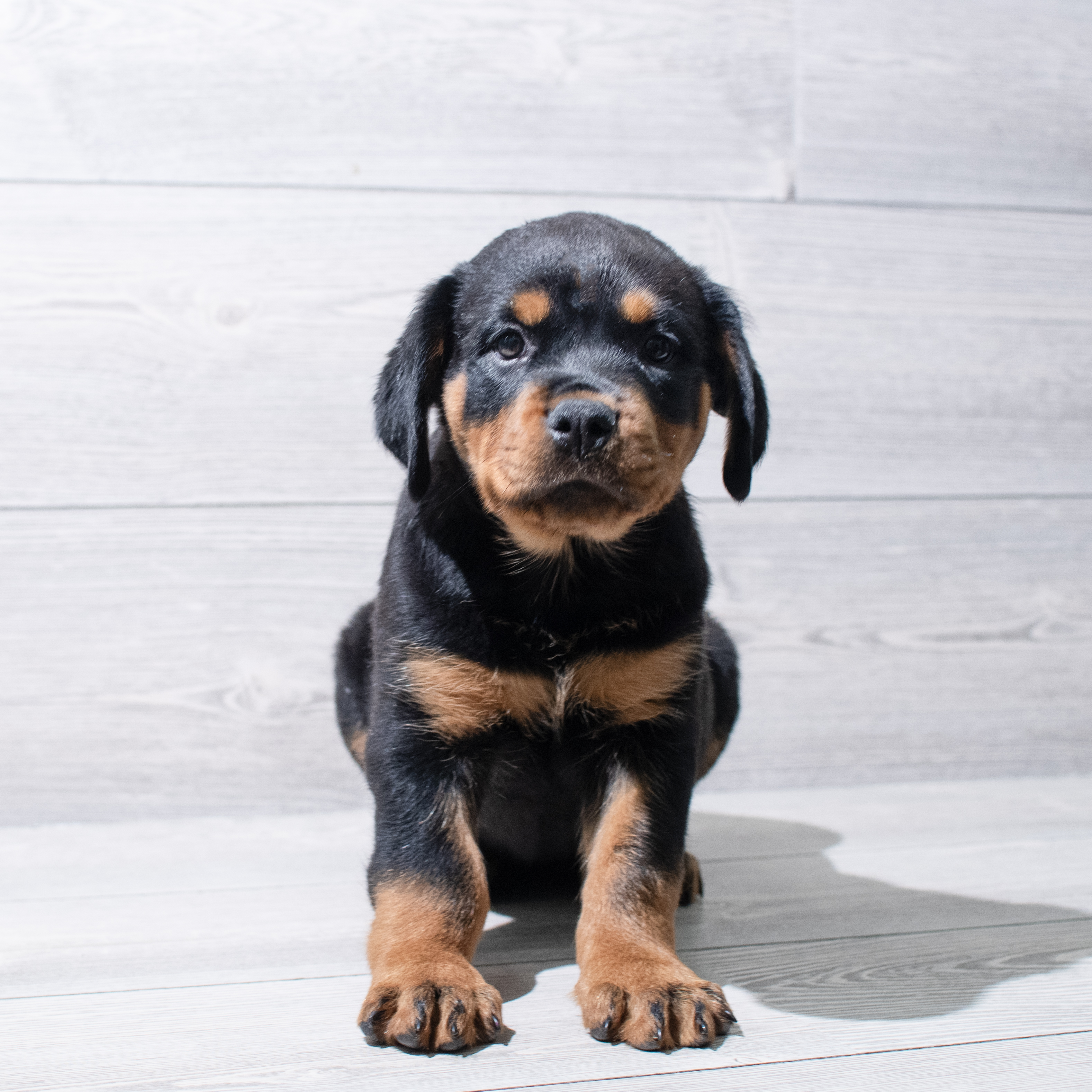 Rottweiler (F) 5232 Image #1