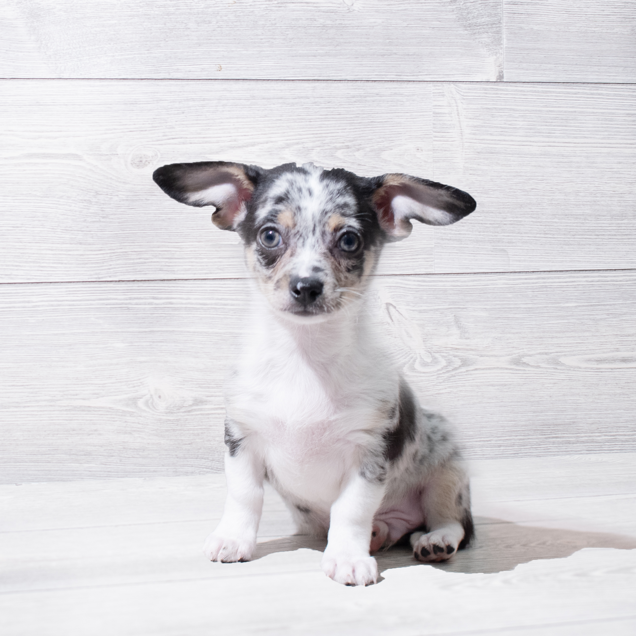 Chihuahua (M) 5231 Image #1