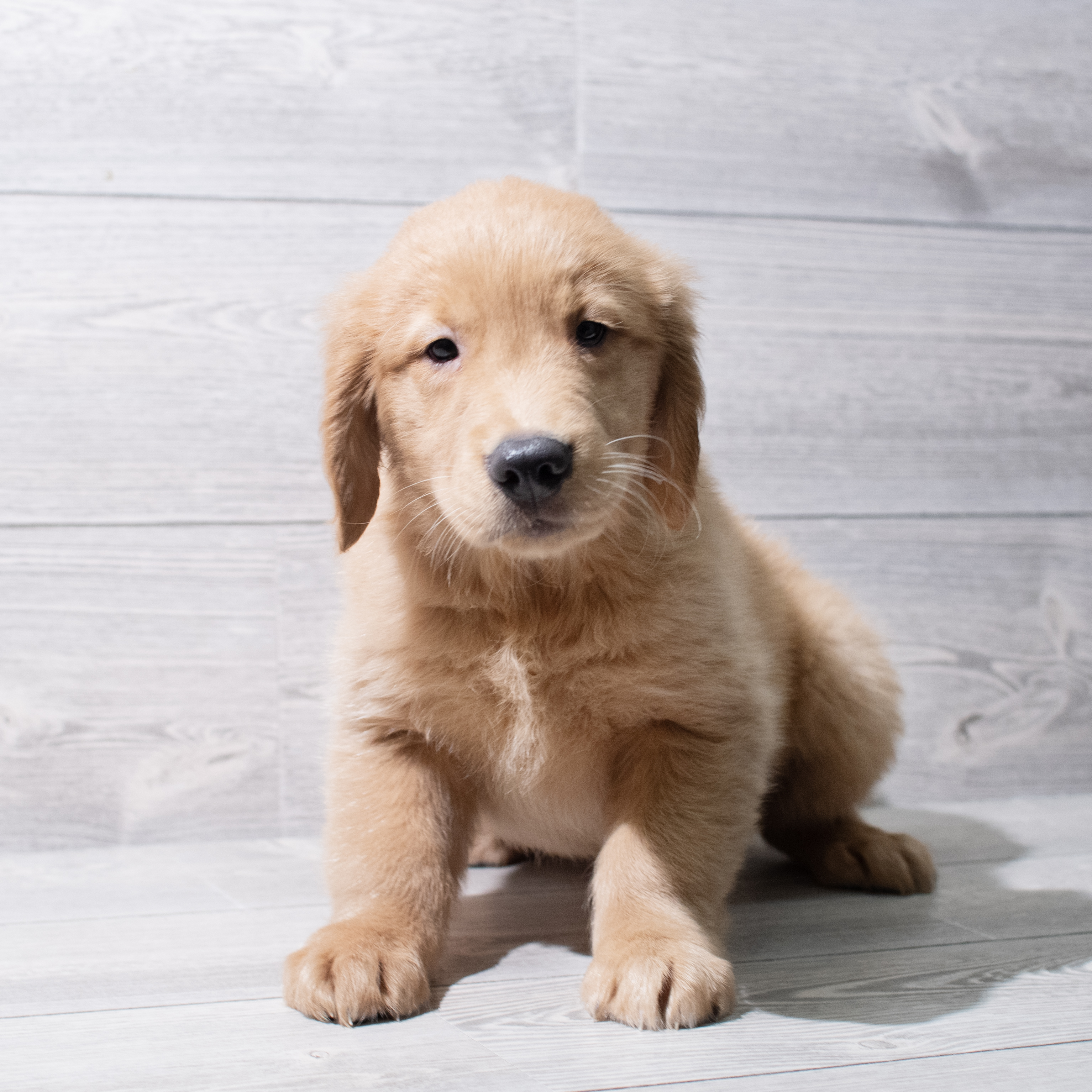 Golden Retriever (M) 5251 Image #1