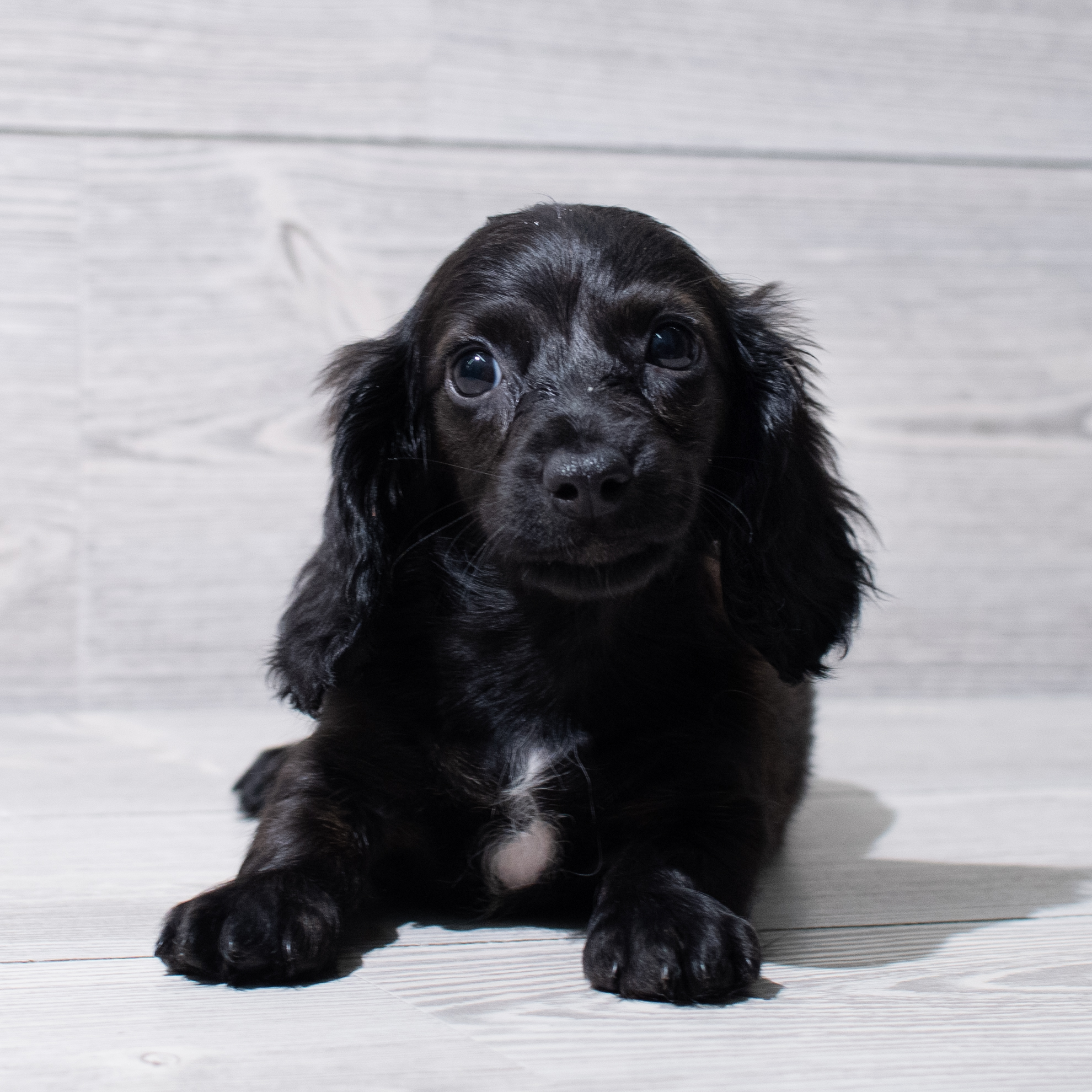 Dachshund (F) 5254 Image #1
