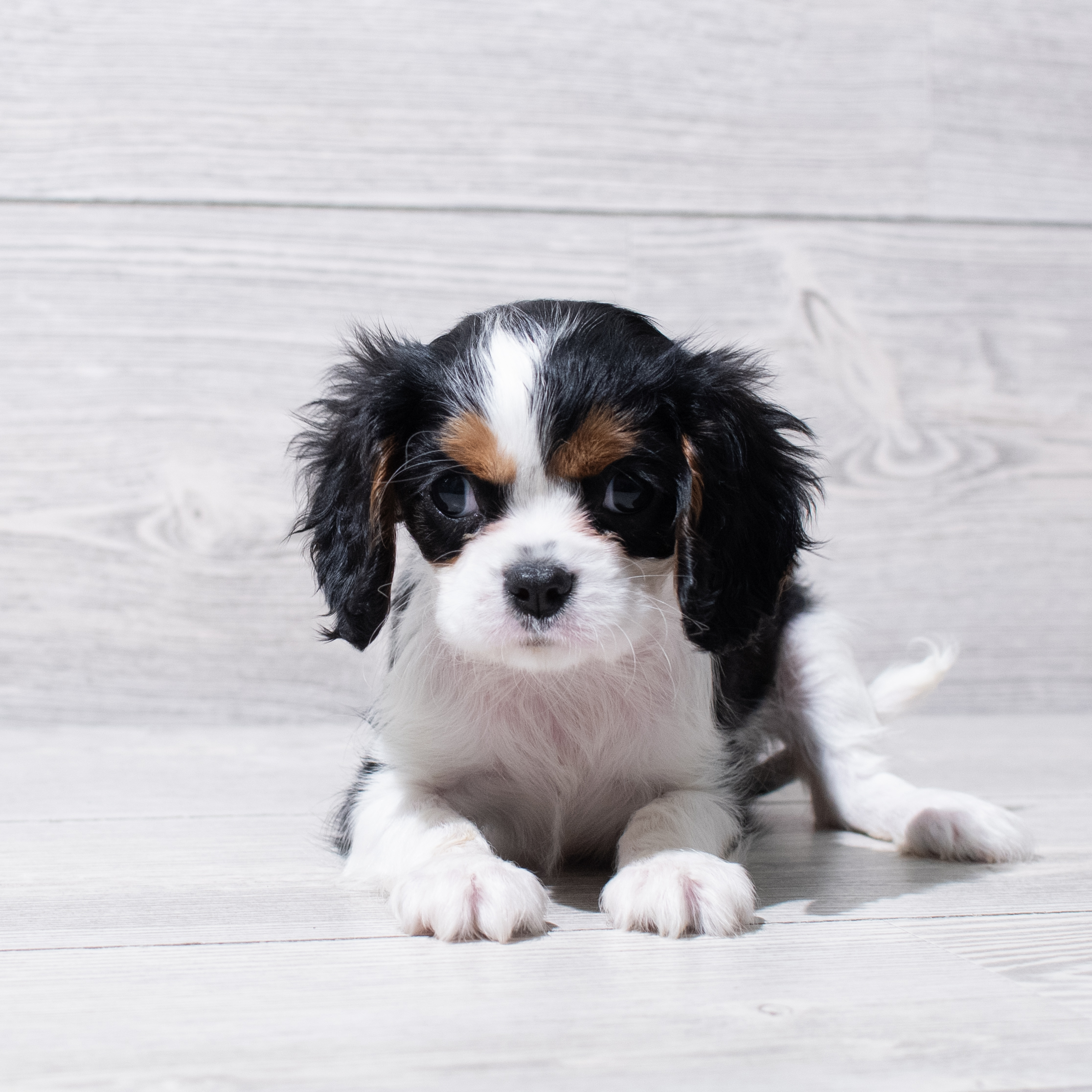 Cavalier King Charles Spaniel (F) 5256 Image #1