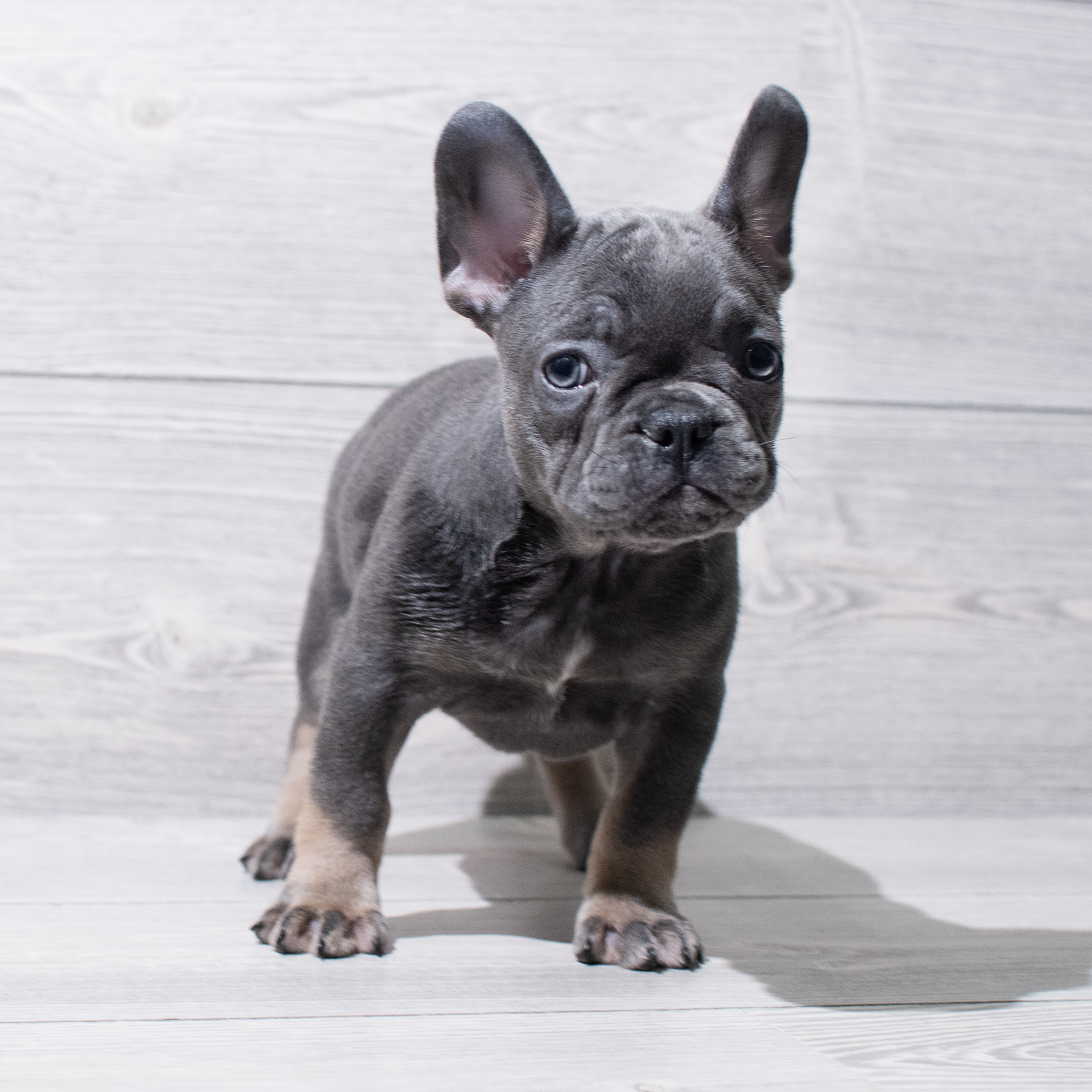 French Bulldog (F) 5250 Image #1