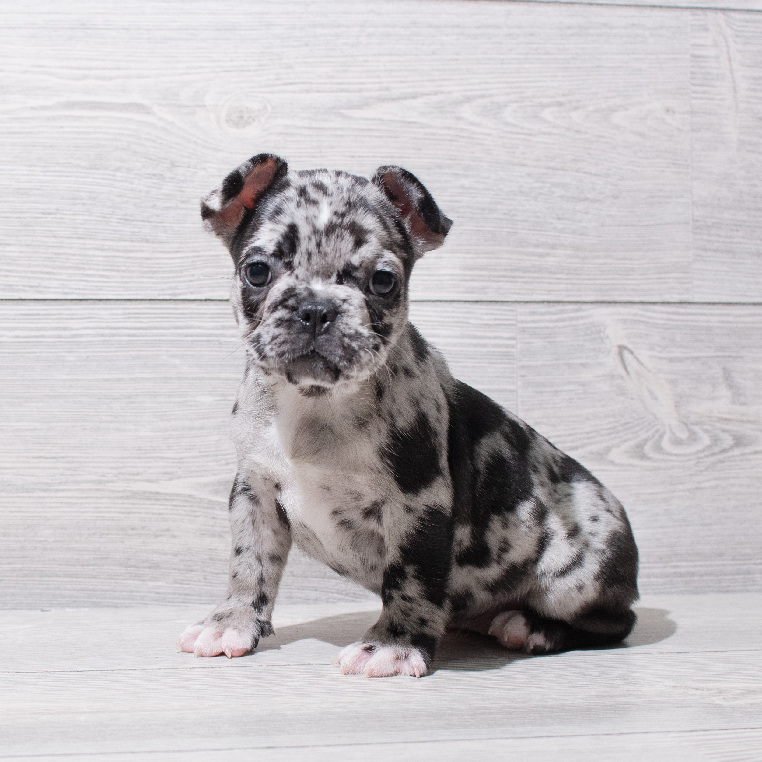 Frenchton (F) 5252 Image #1