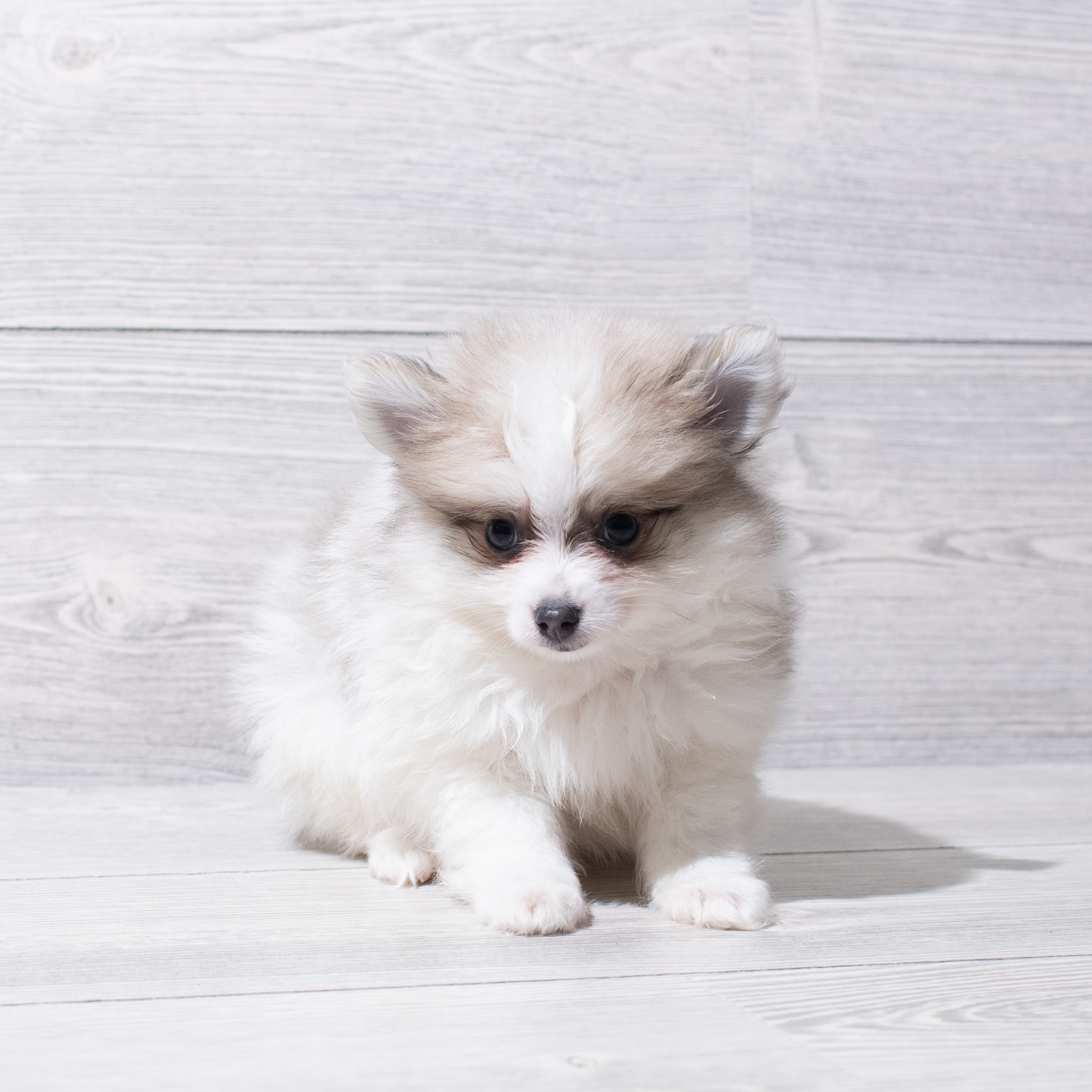 Pomeranian (F) 5249 Image #1