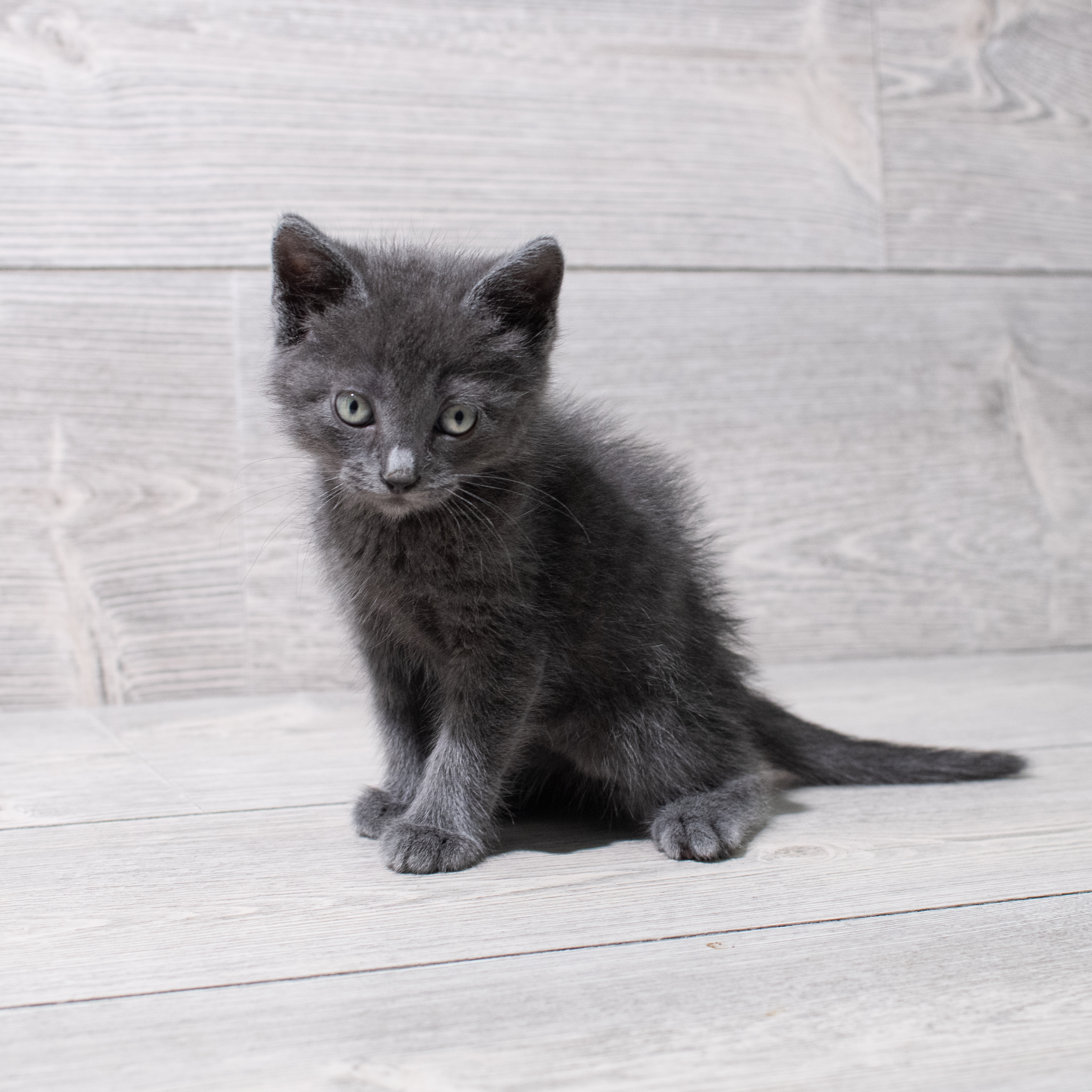 Russian Blue (M) 5263 Image #1