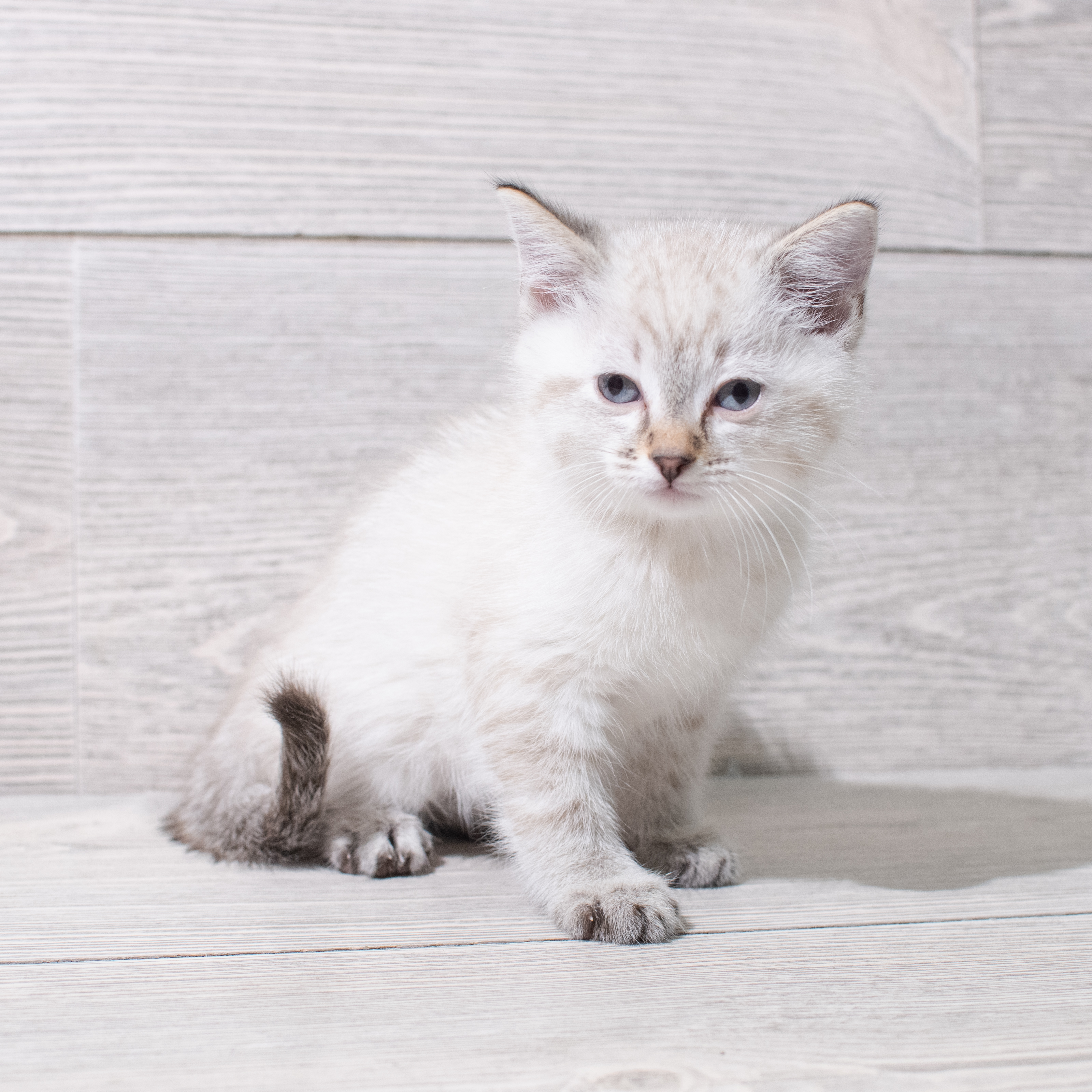 Siamese (F) 5264 Image #1