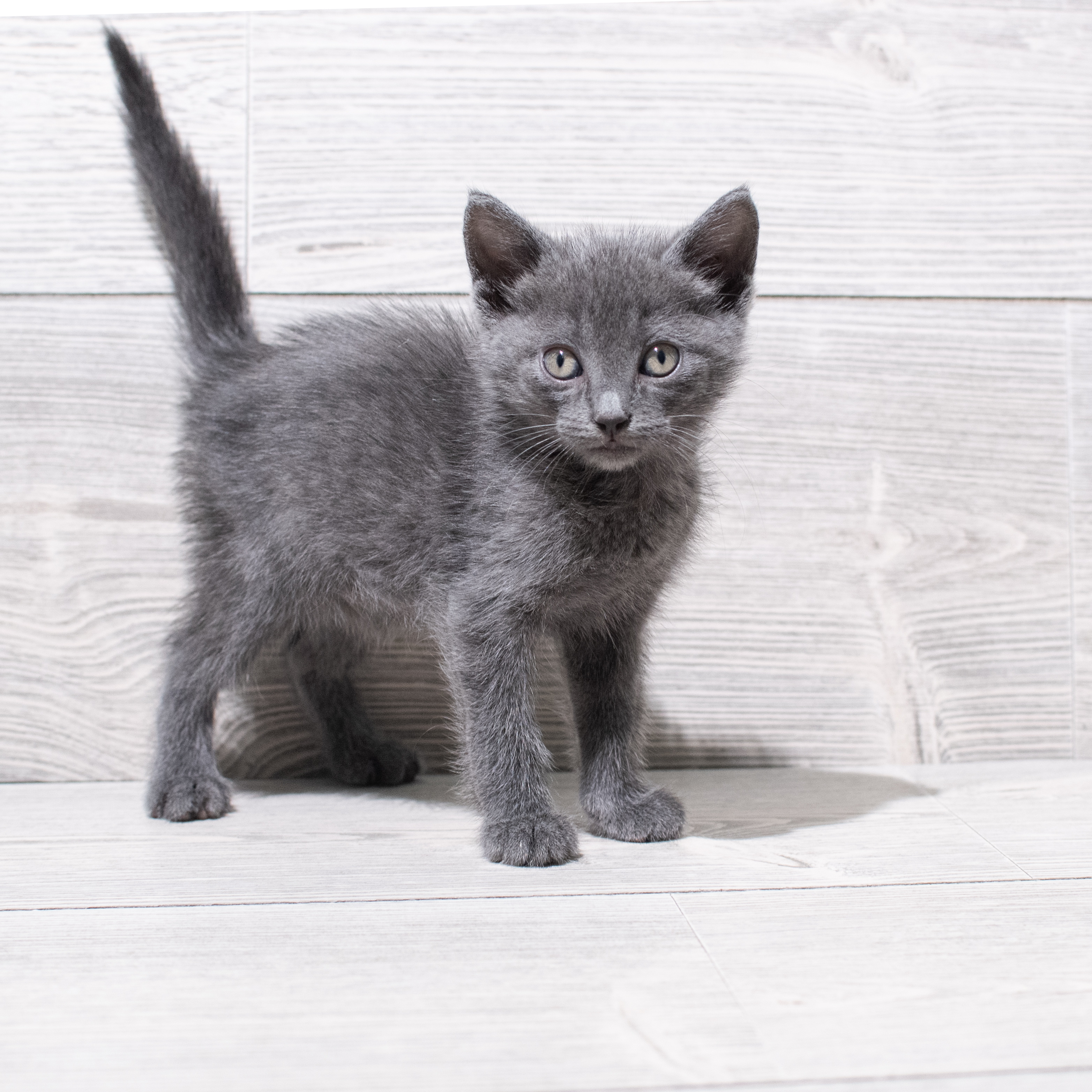 Russian Blue (M) 5262 Image #1