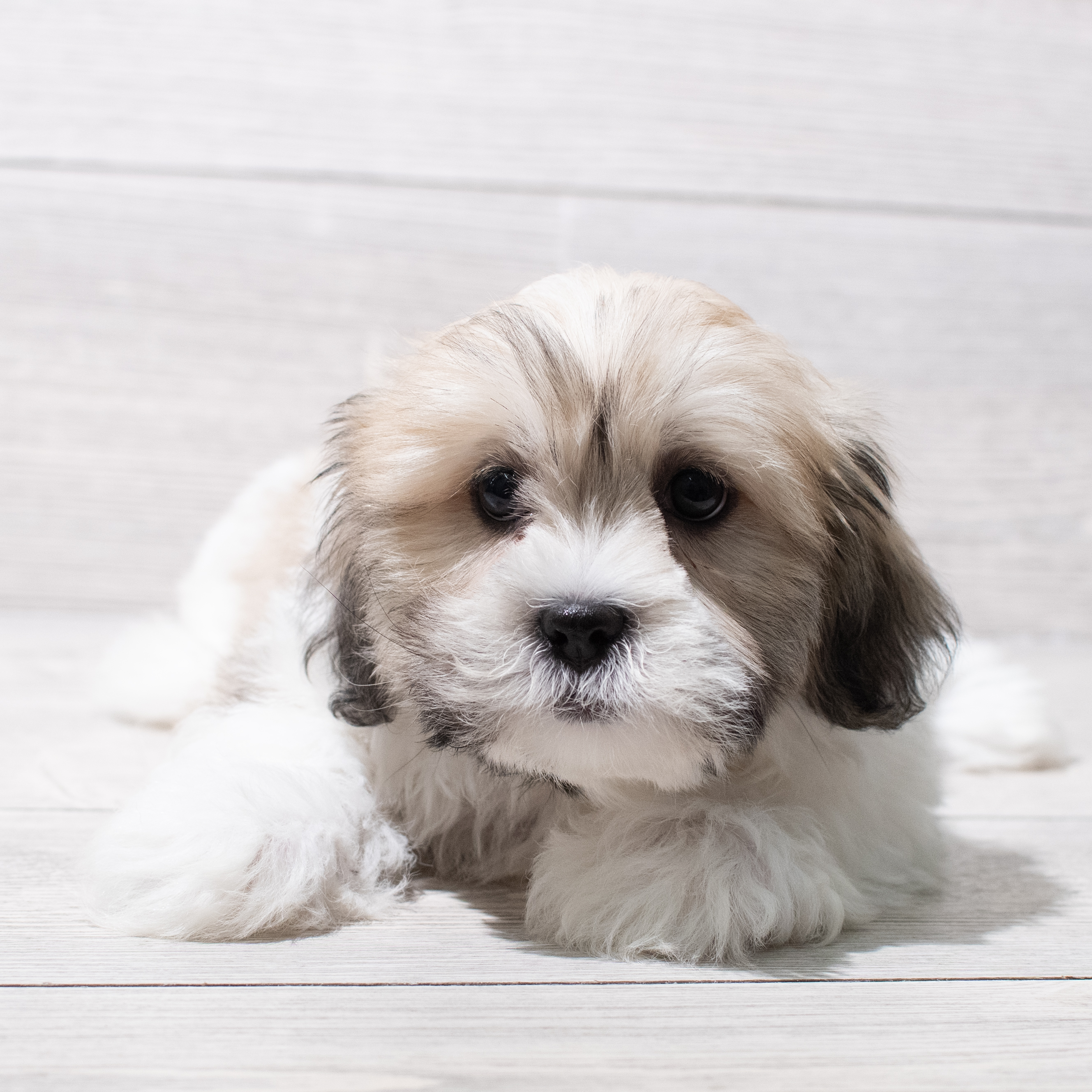 Lhasa Apso (M) 5279 Image #1