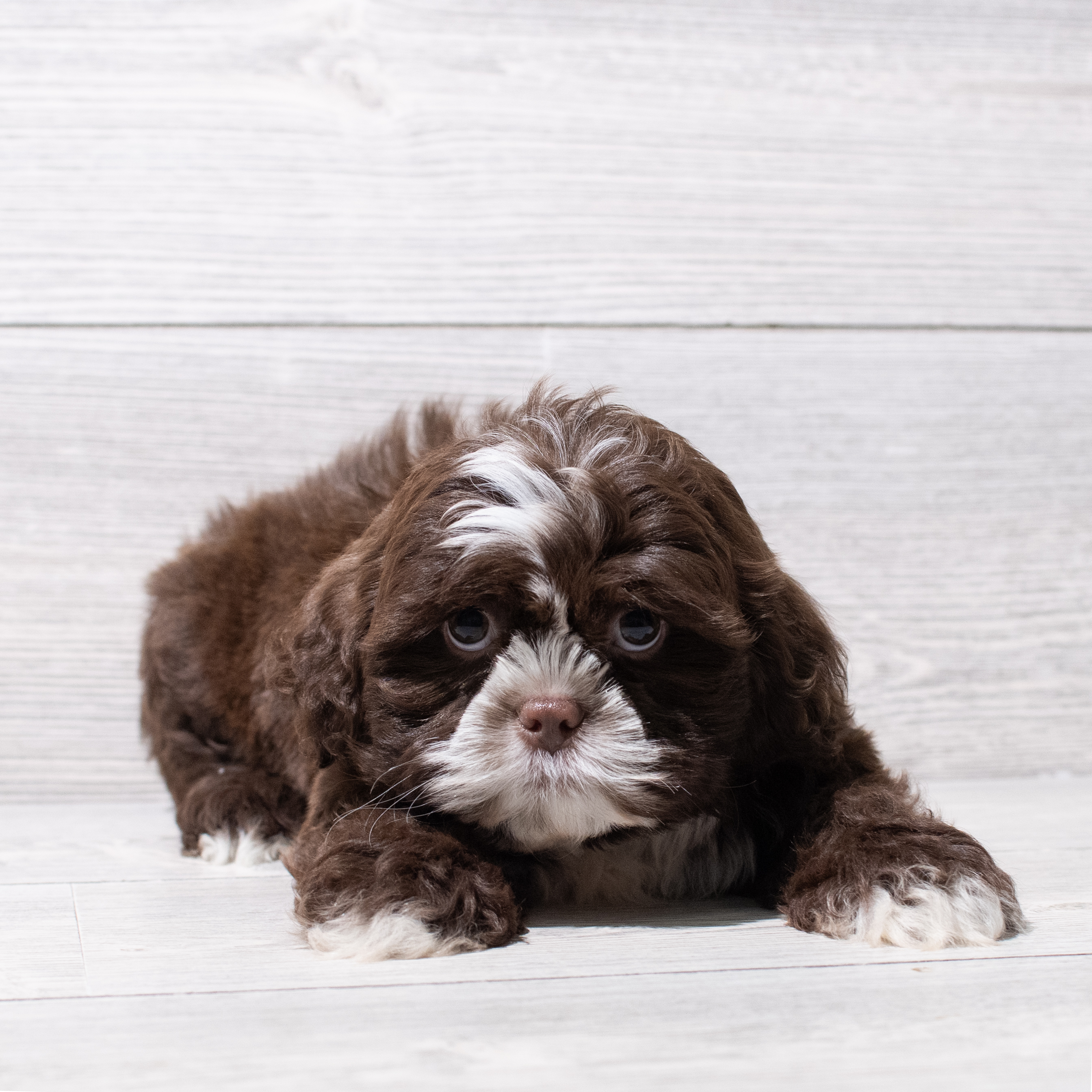 Shih Tzu (M) 5282 Image #1