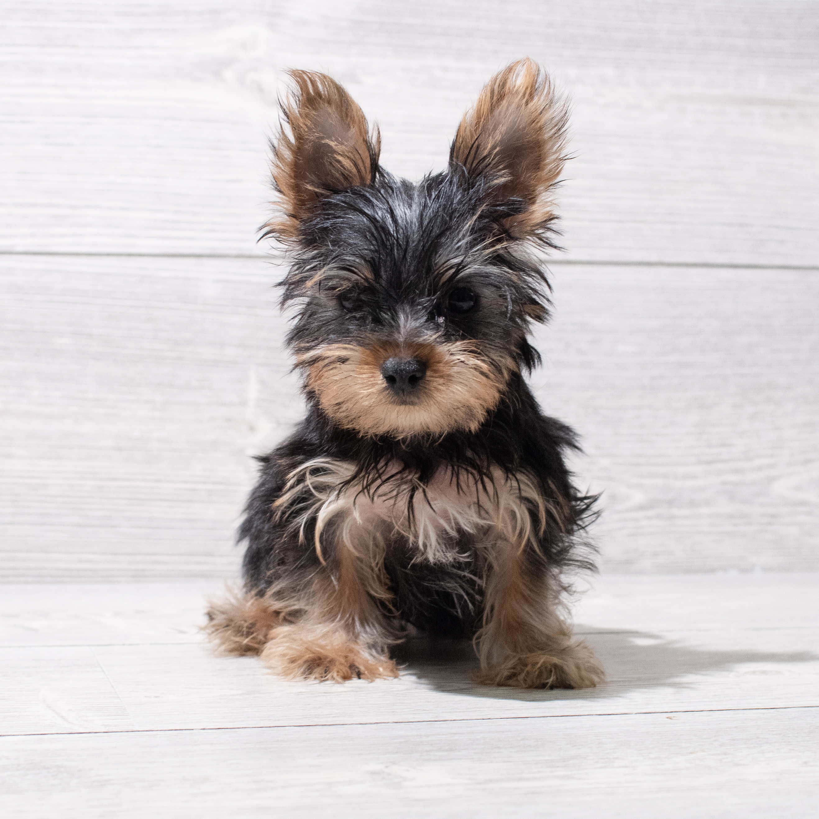 Yorkshire Terrier (M-N) 5276 Image #1
