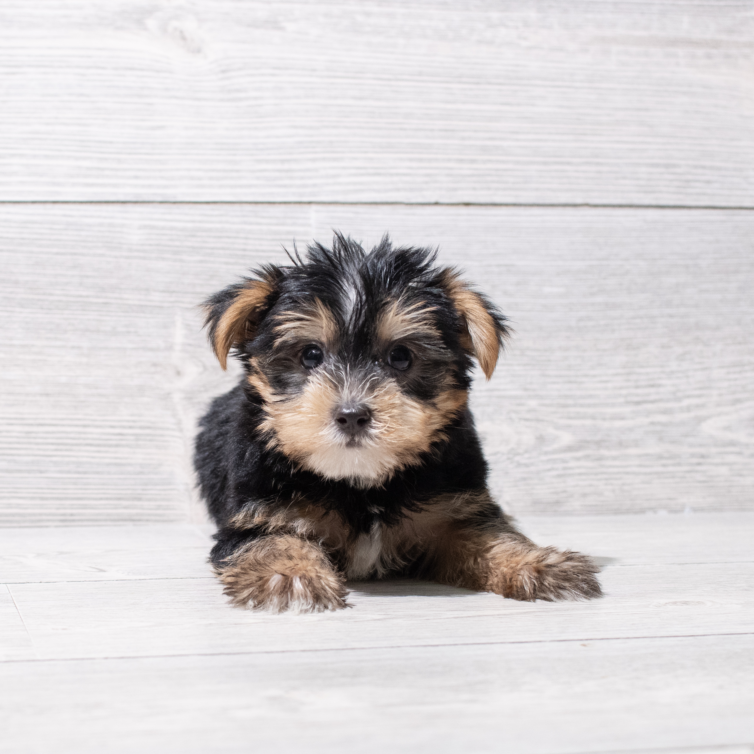 Yorkshire Terrier (M) 5281 Image #1