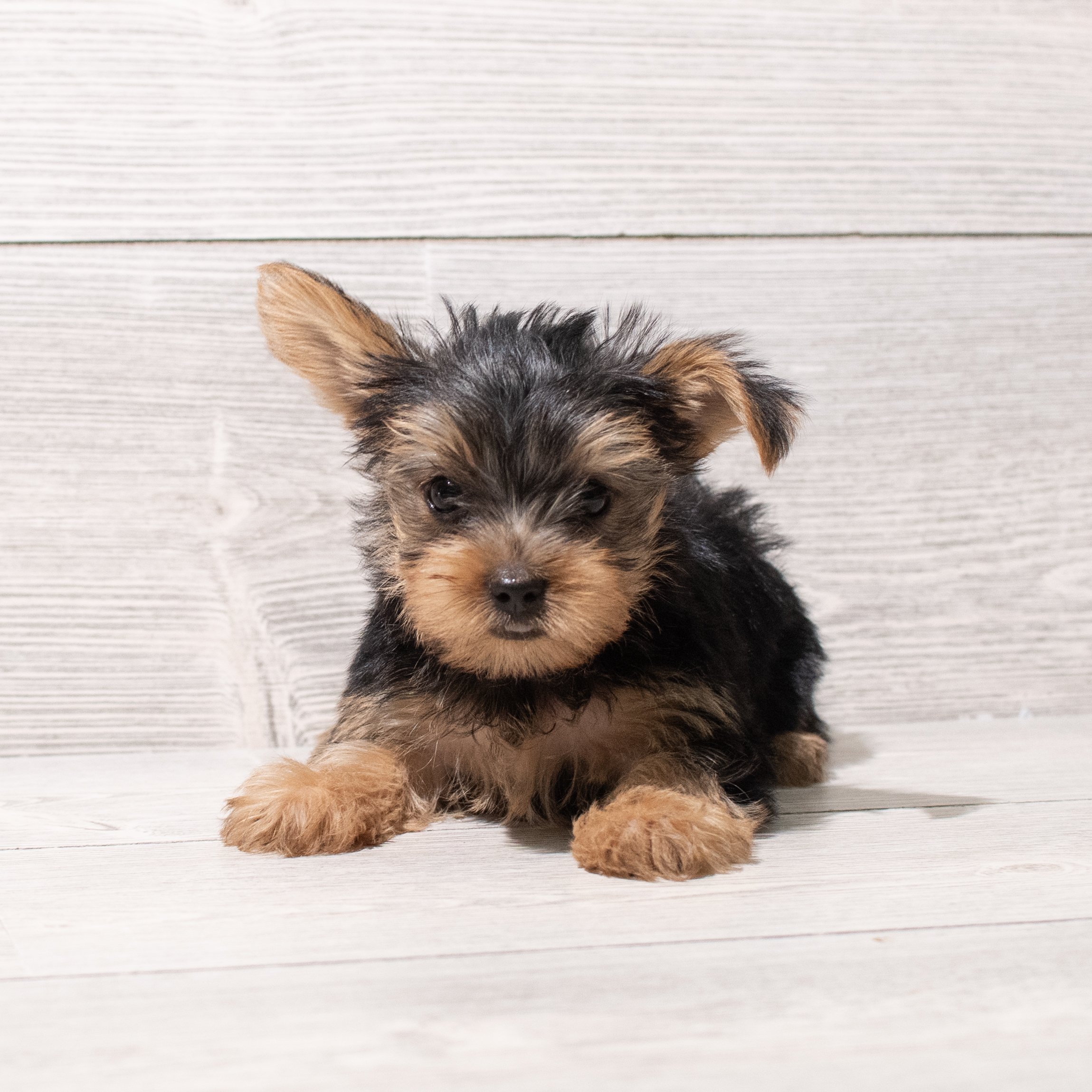 Yorkshire Terrier (M) 5280 Image #1