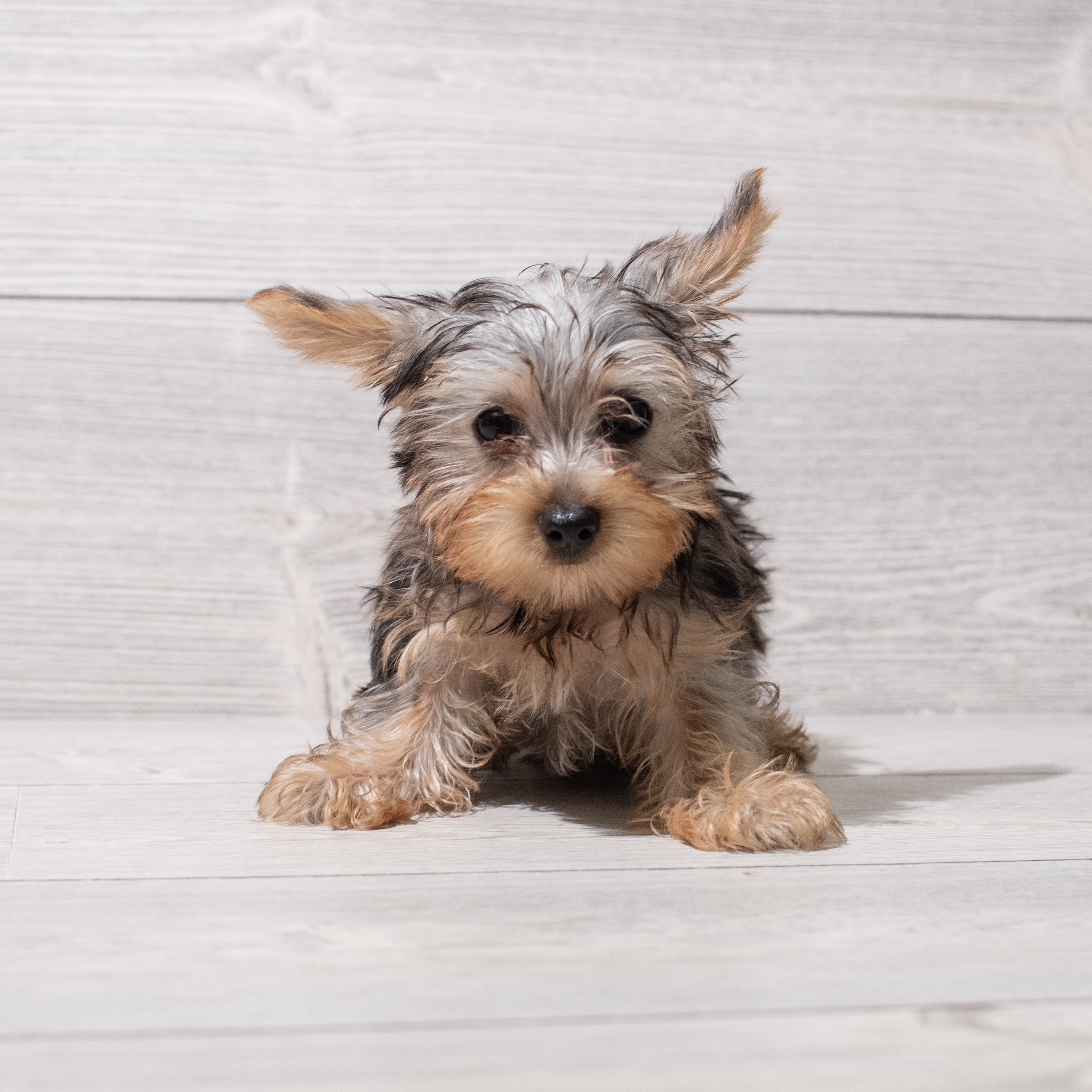Yorkshire Terrier (M) 5266 Image #1