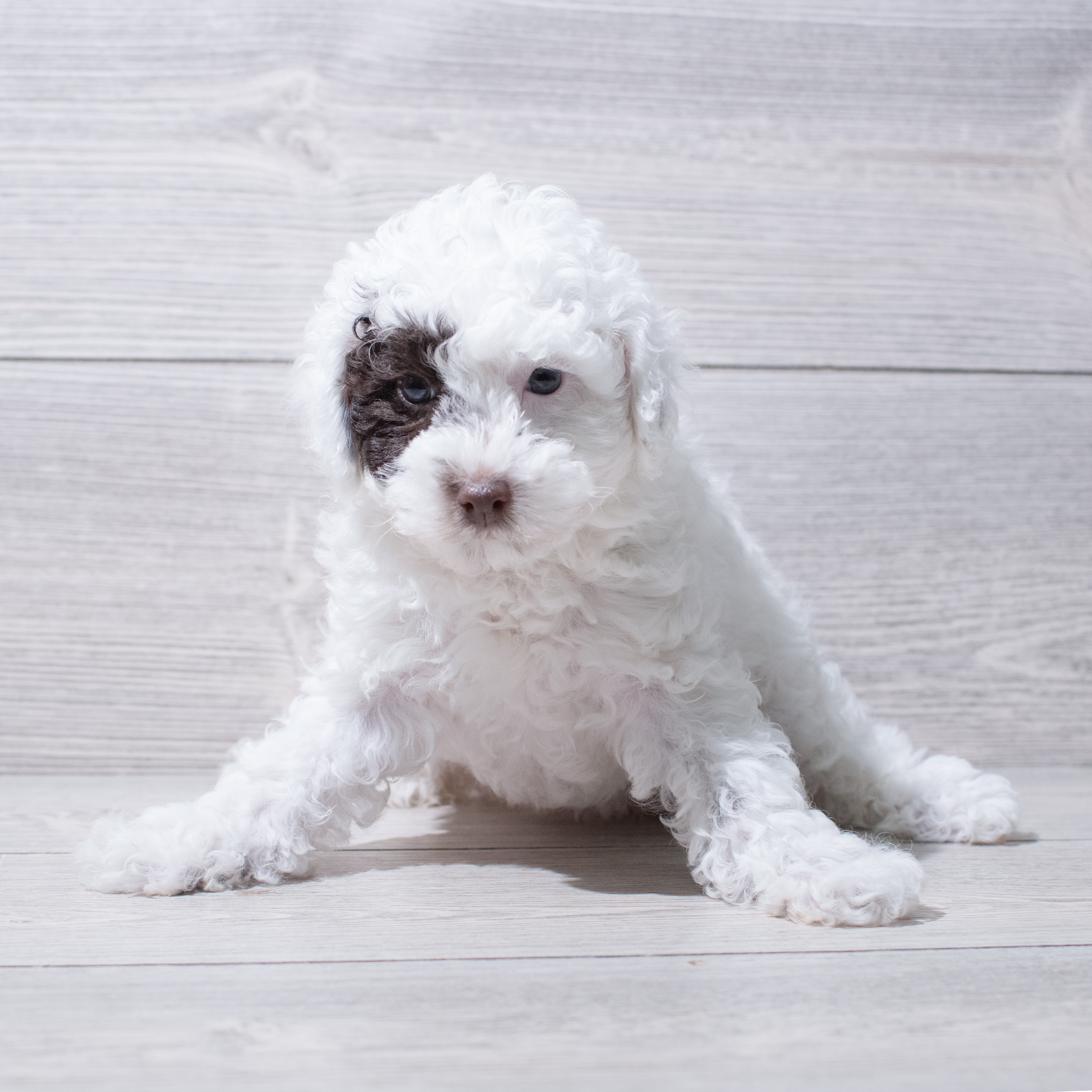 Poodle Mini (F) 5278 Image #1