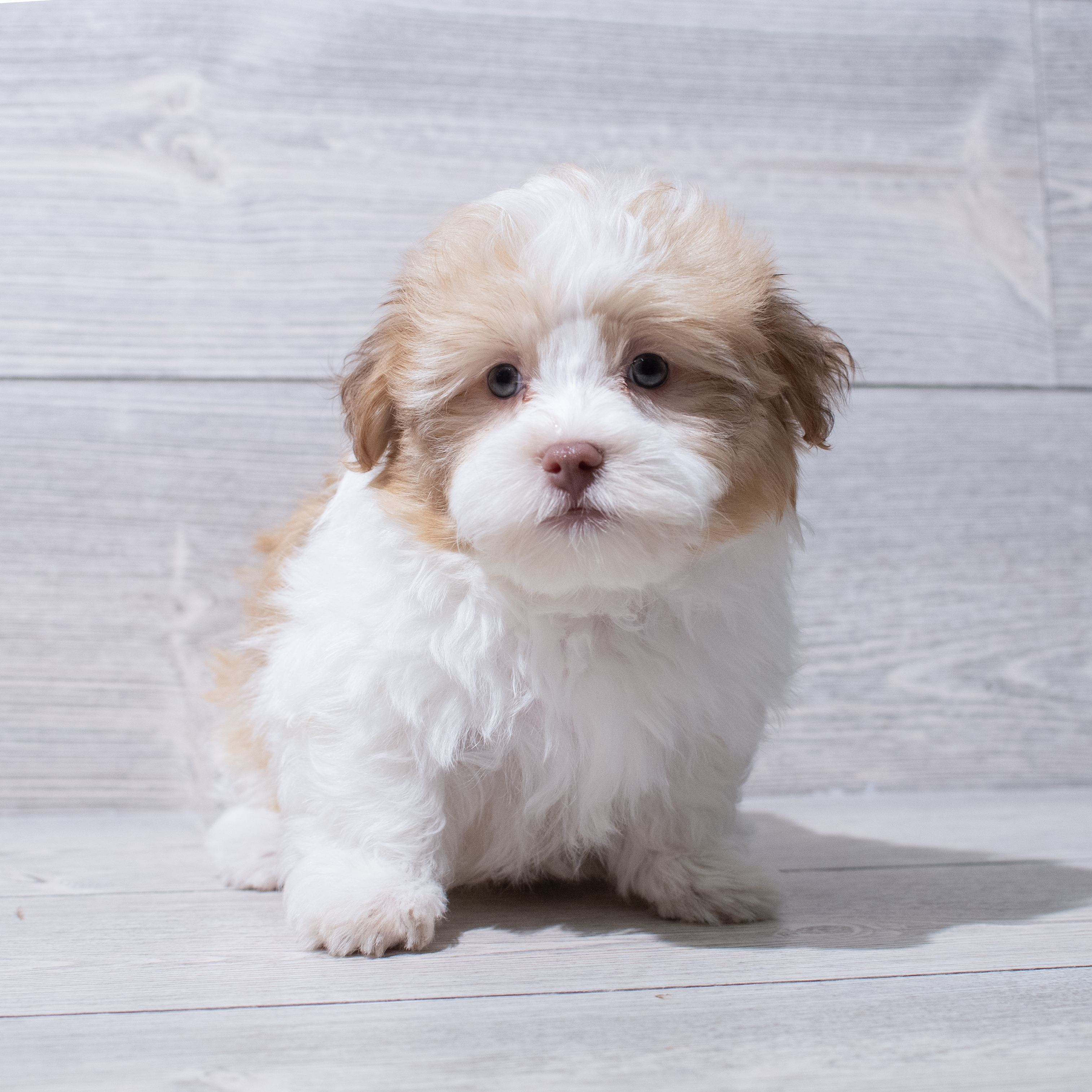 Havanese (F) 5277 Image #1